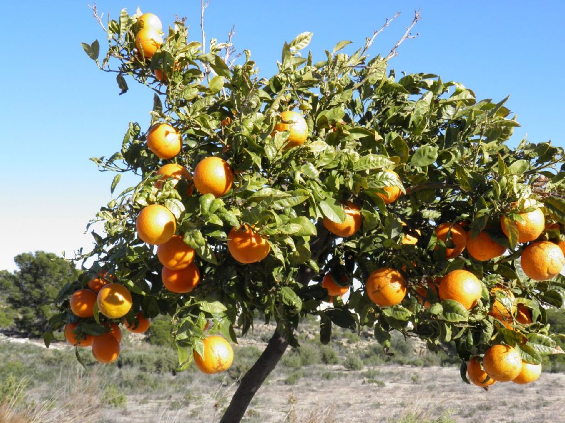 Borettslag i Corvera, Región de Murcia 10832609