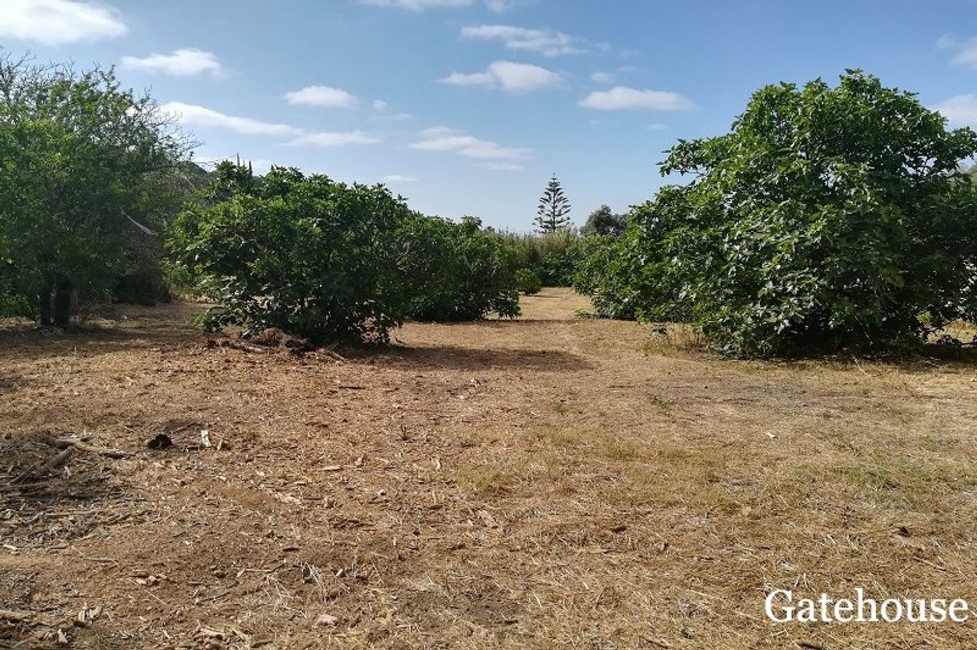 Будинок в Boliqueime, Faro District 10834201