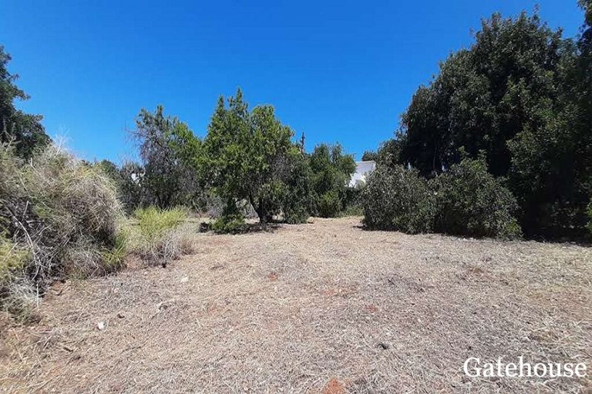 Tierra en Caños, Faraón 10834202