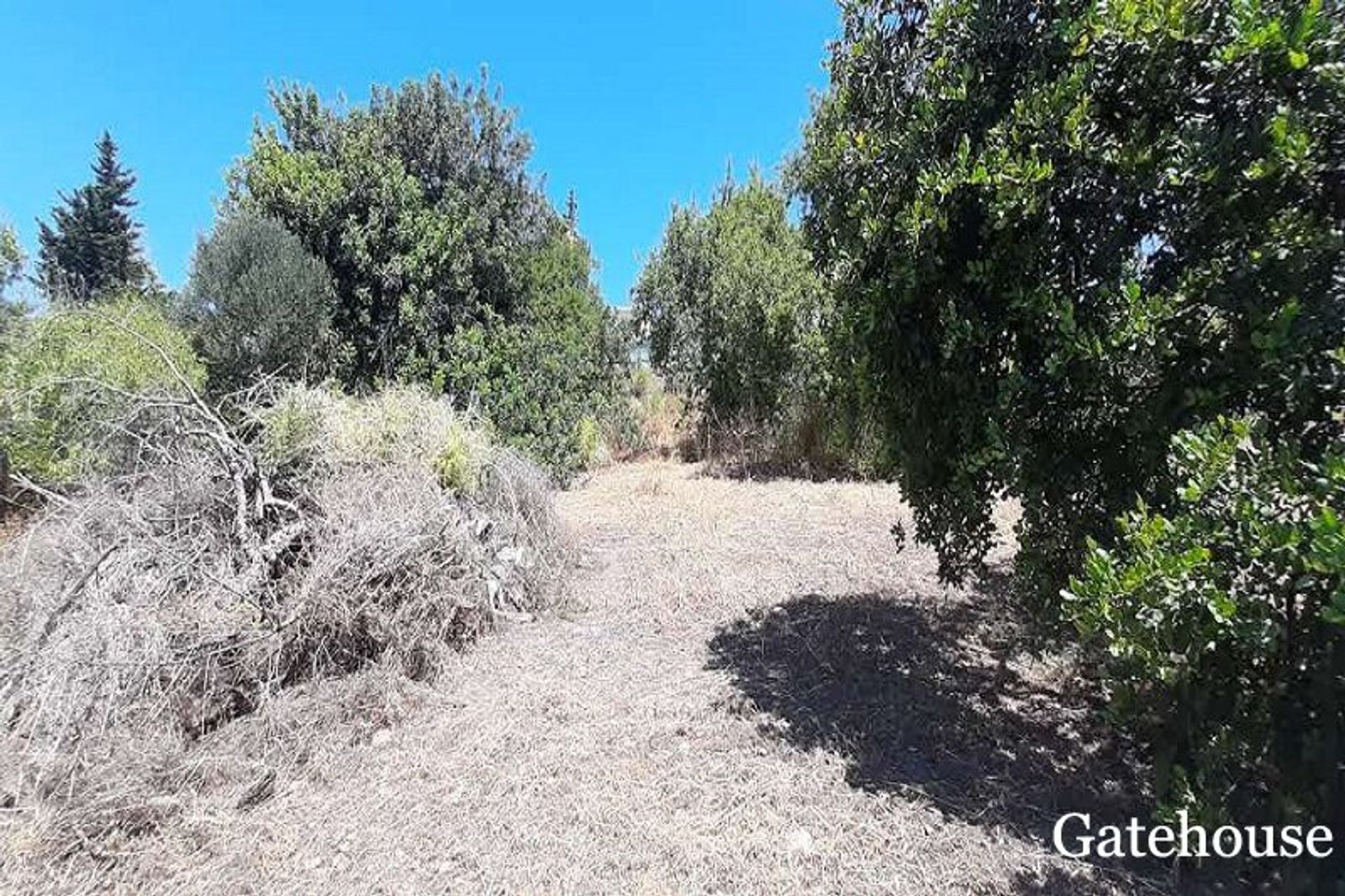 Tierra en Caños, Faraón 10834202