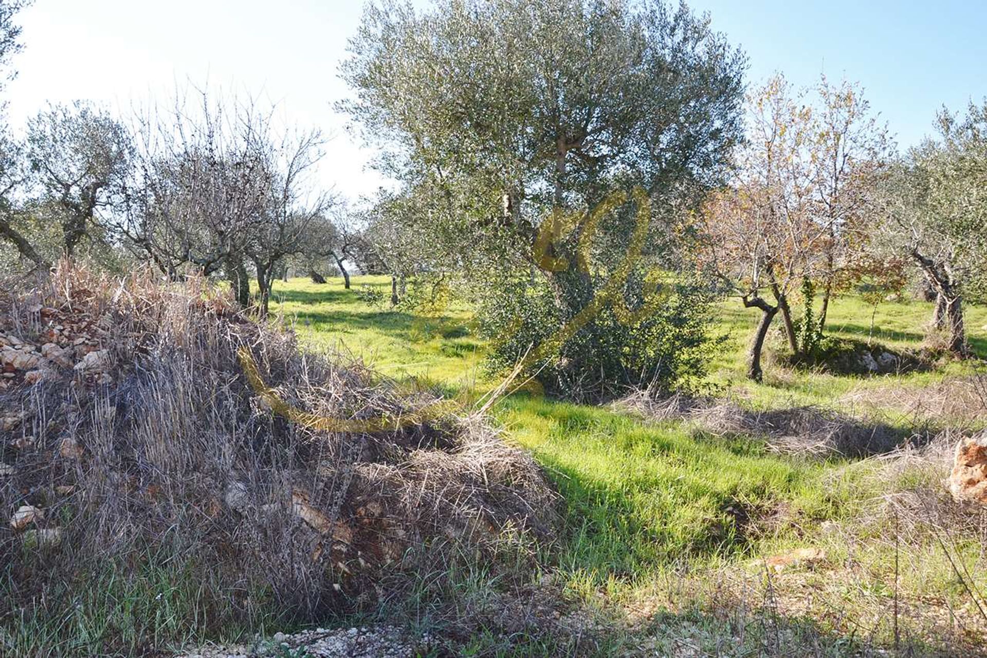 Otro en Gruta Castellana, Apulia 10835947