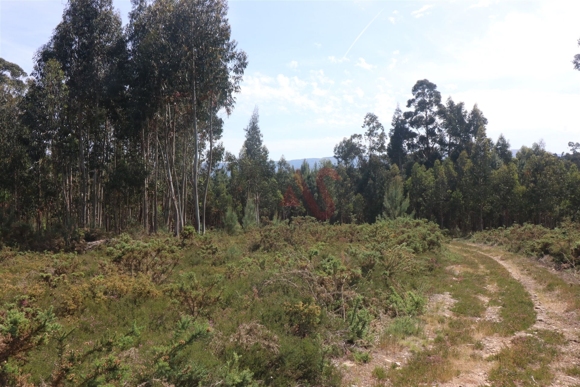 Terre dans Réel, Viana do Castelo 10836716