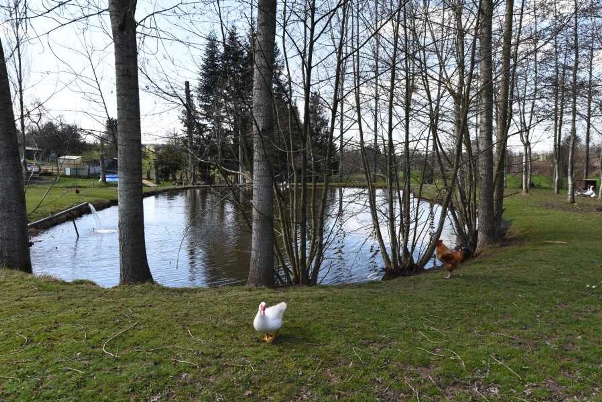 Altro nel Sainte-Marie-du-Bois, Normandie 10836911