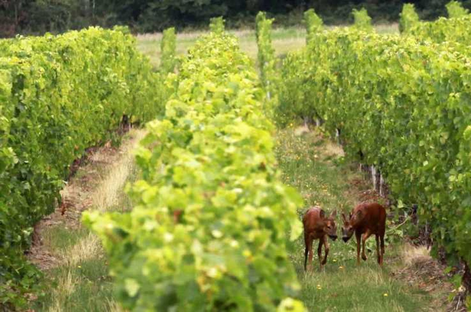 其他 在 Nérac, Nouvelle-Aquitaine 10837218