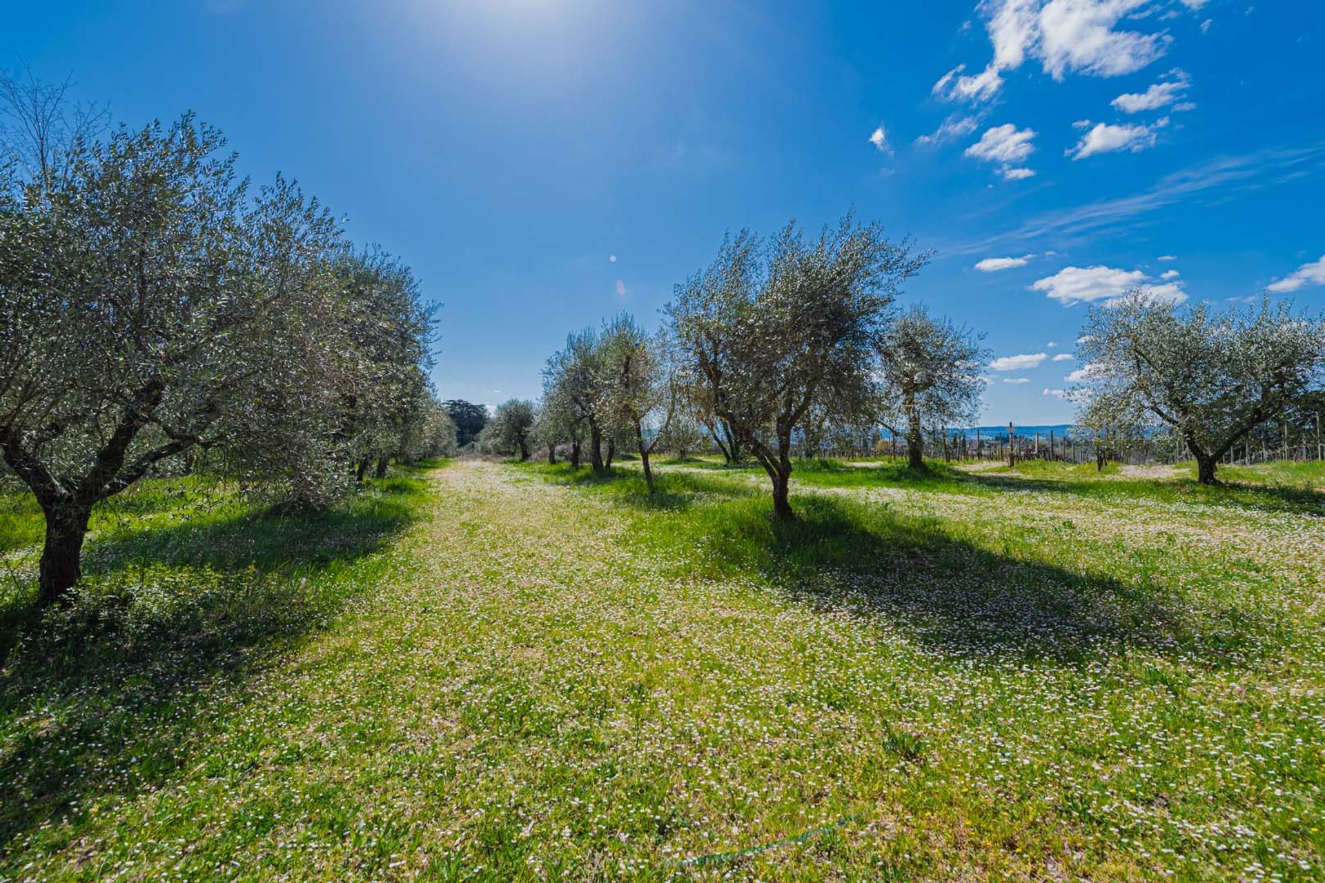 अन्य में Siena, Tuscany 10838426