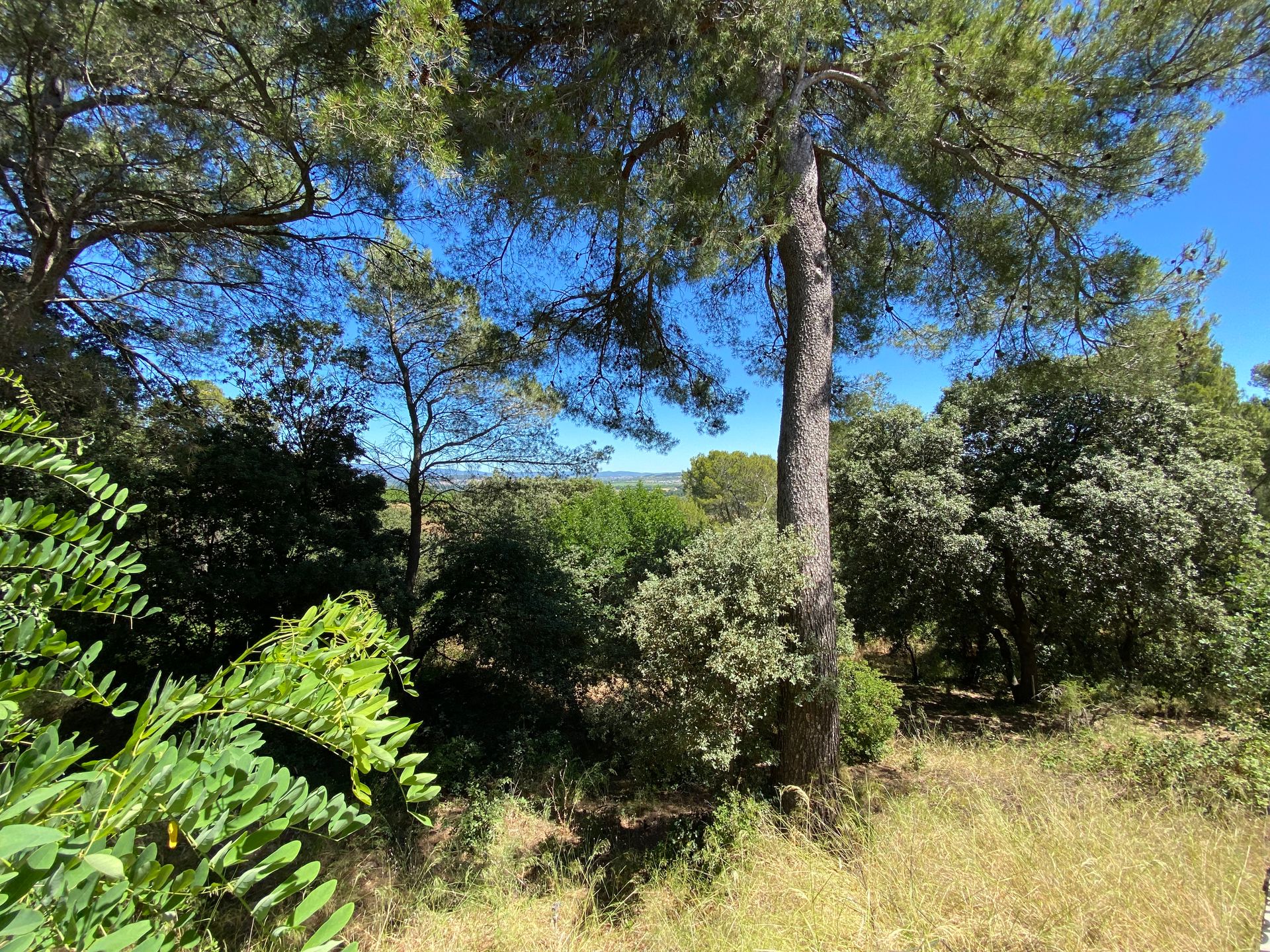 Talo sisään Roquebrun, Occitanie 10842199