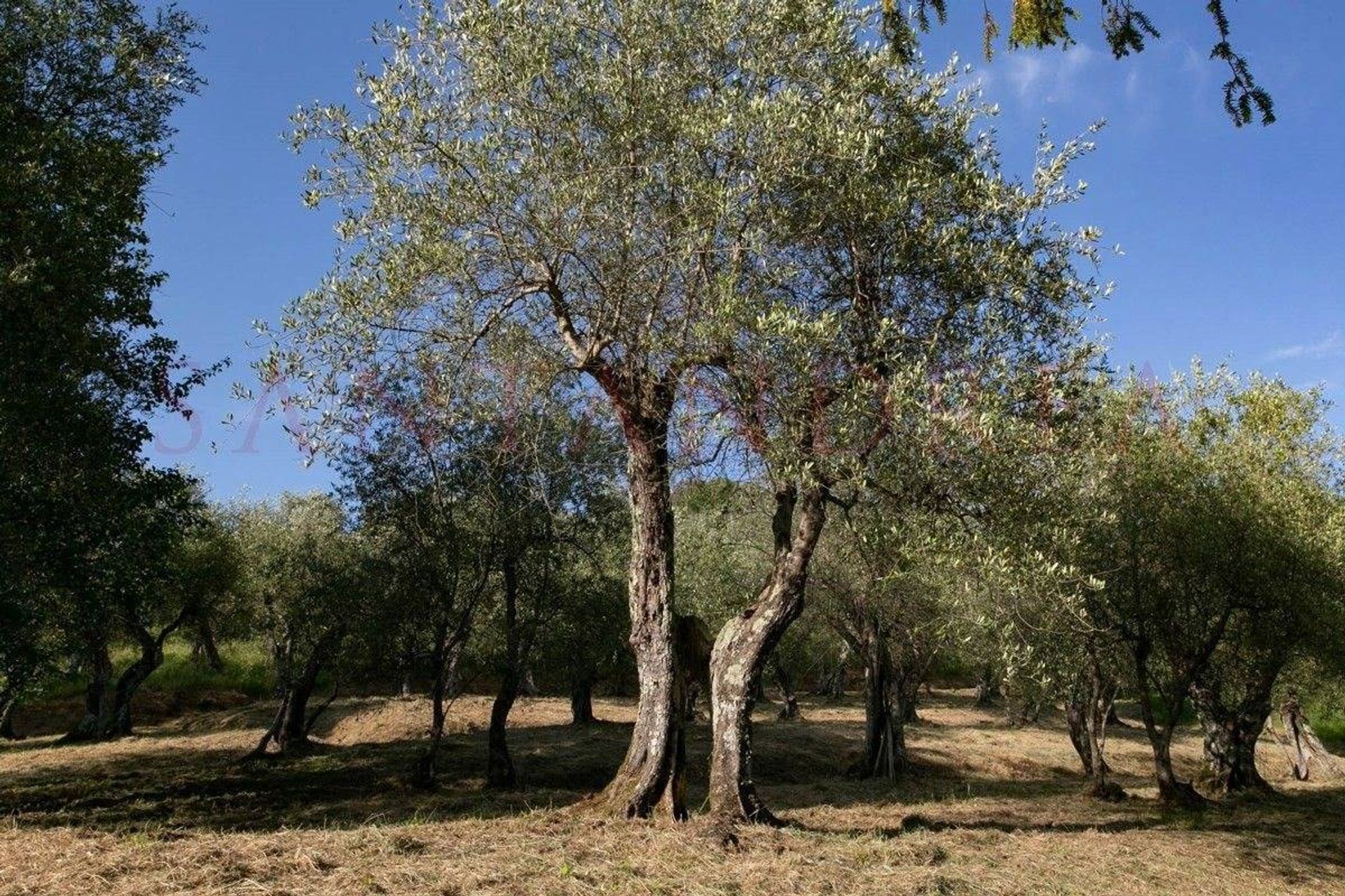 Rumah di Capannori, Tuscany 10843867