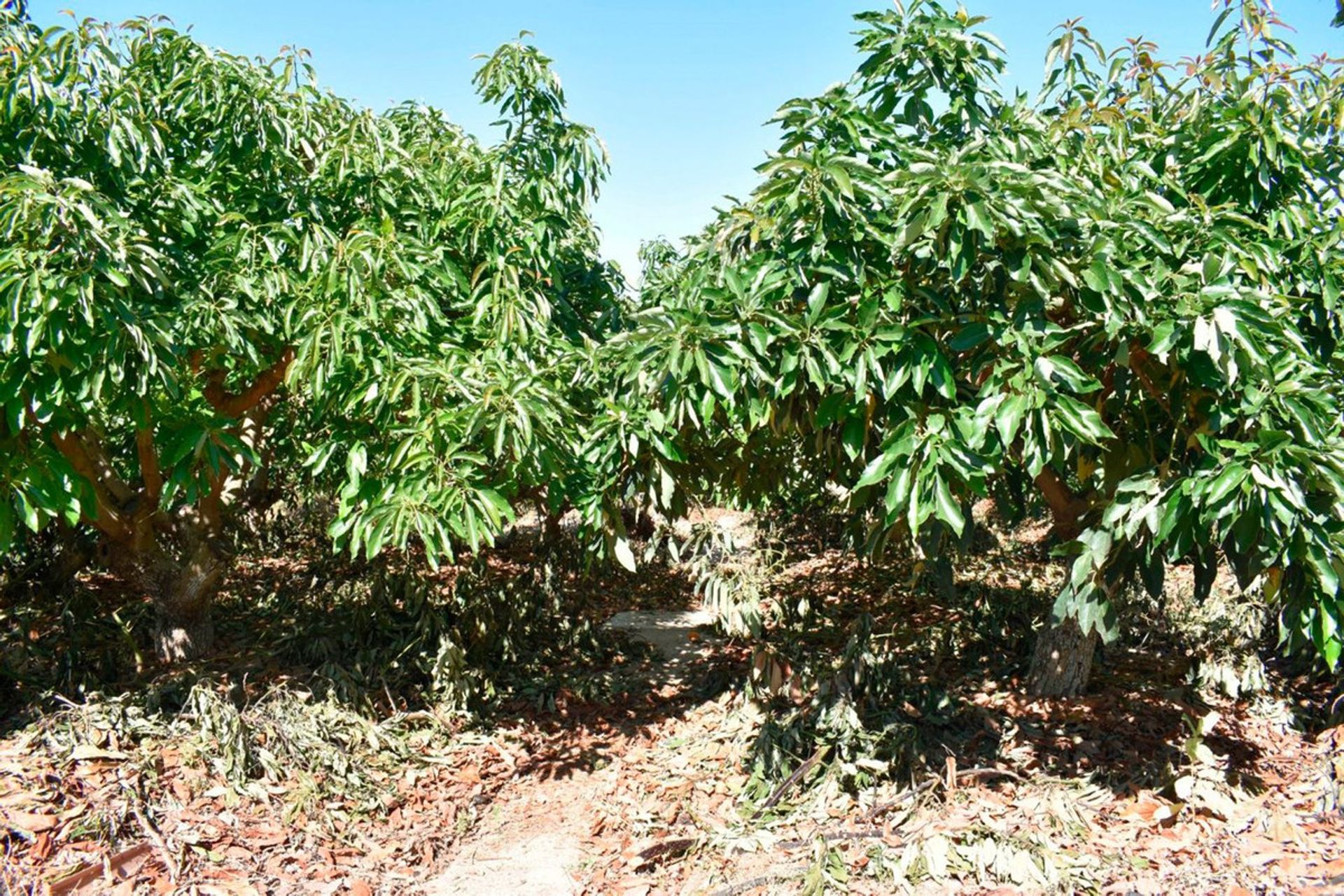 房子 在 Alhaurín el Grande, Andalusia 10849169