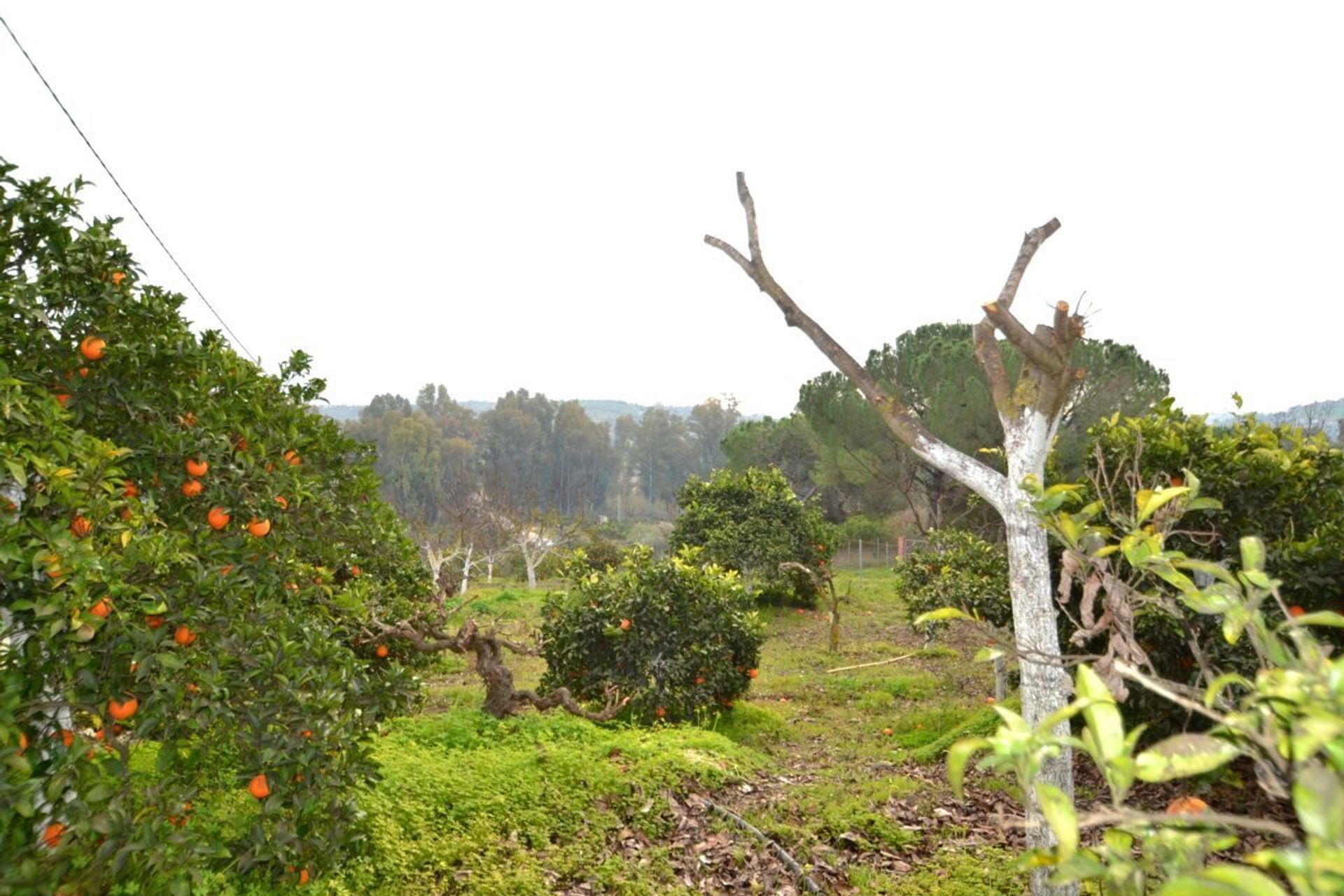 loger dans , Andalucía 10855344