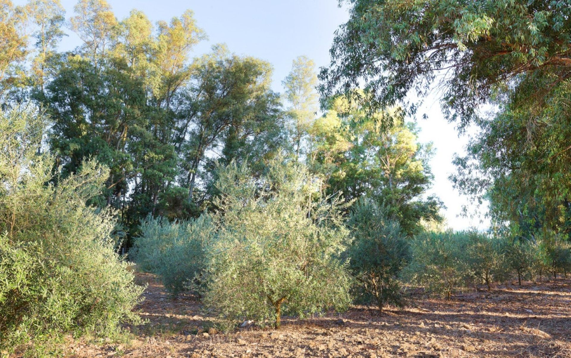 σπίτι σε , Andalucía 10855487