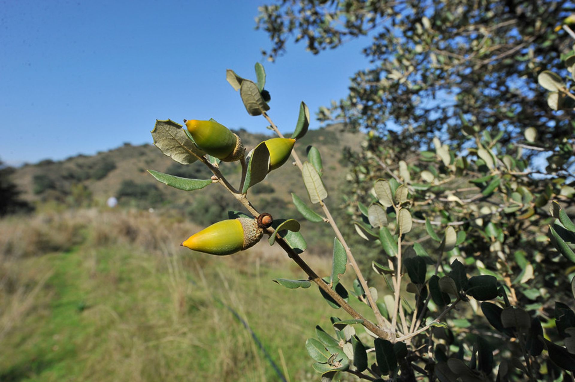 Земля в , Andalucía 10855868