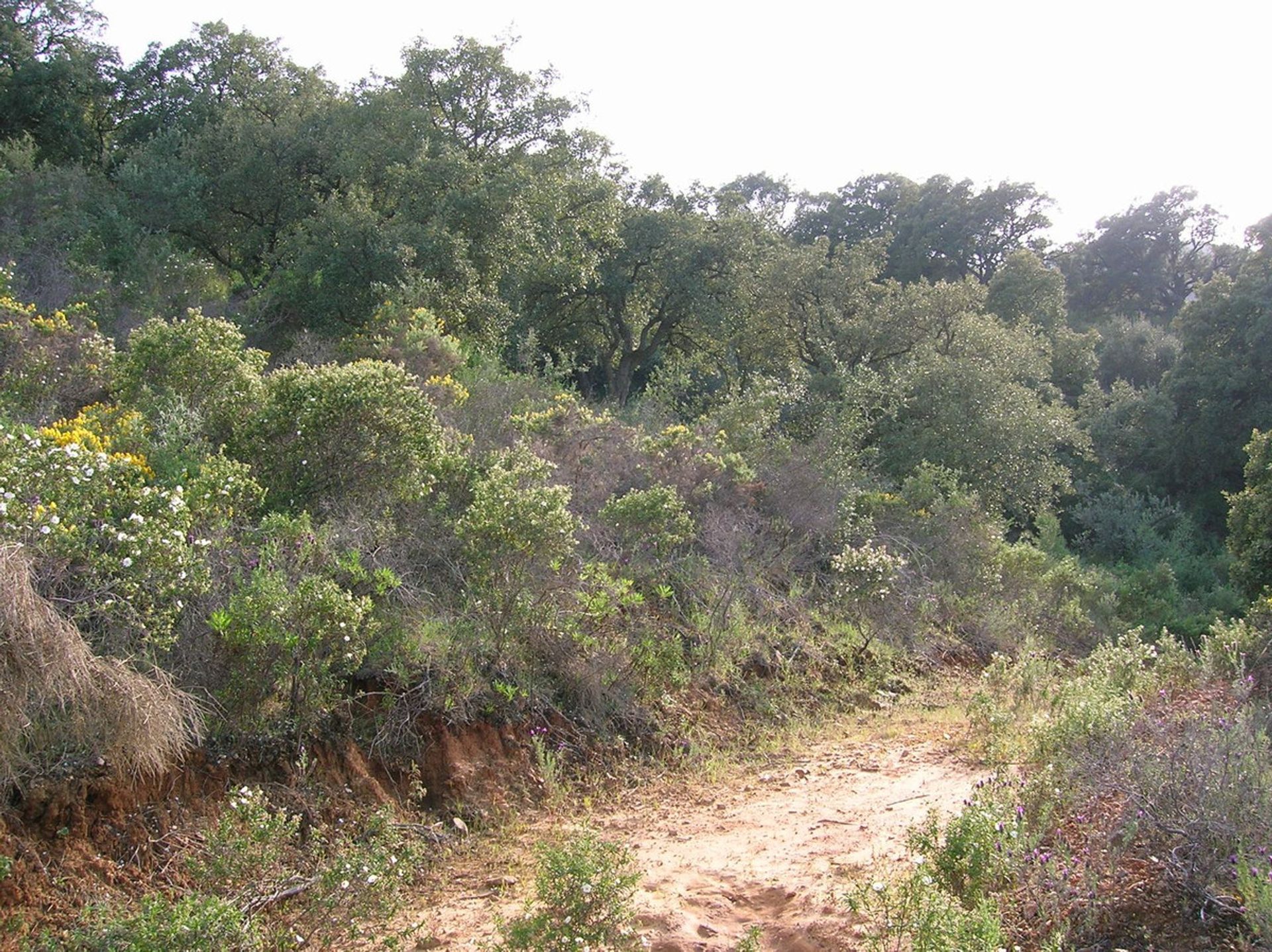 Terre dans La Cala de Mijas, Andalusia 10860591