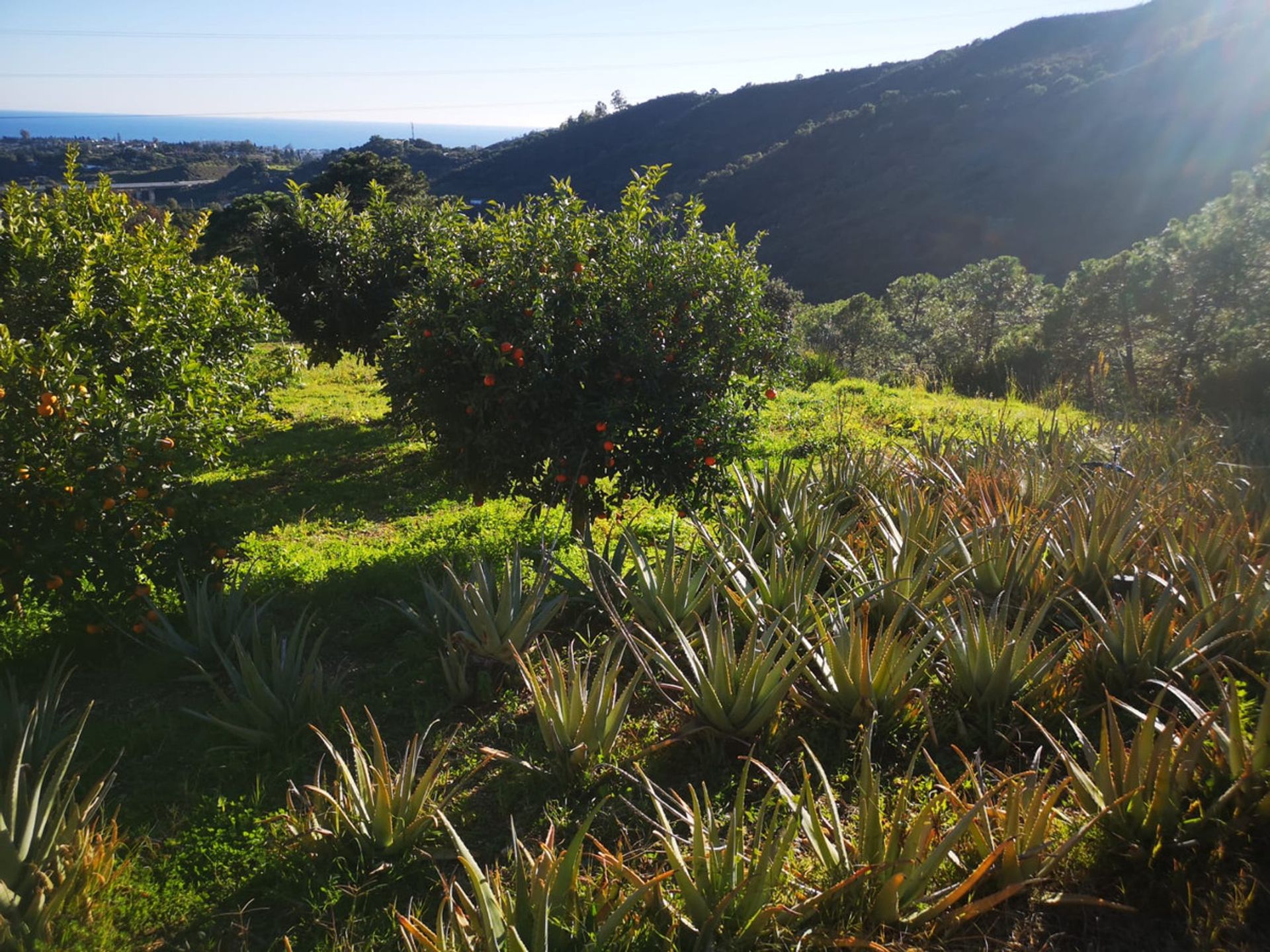 σπίτι σε Marbella, Andalucía 10862398