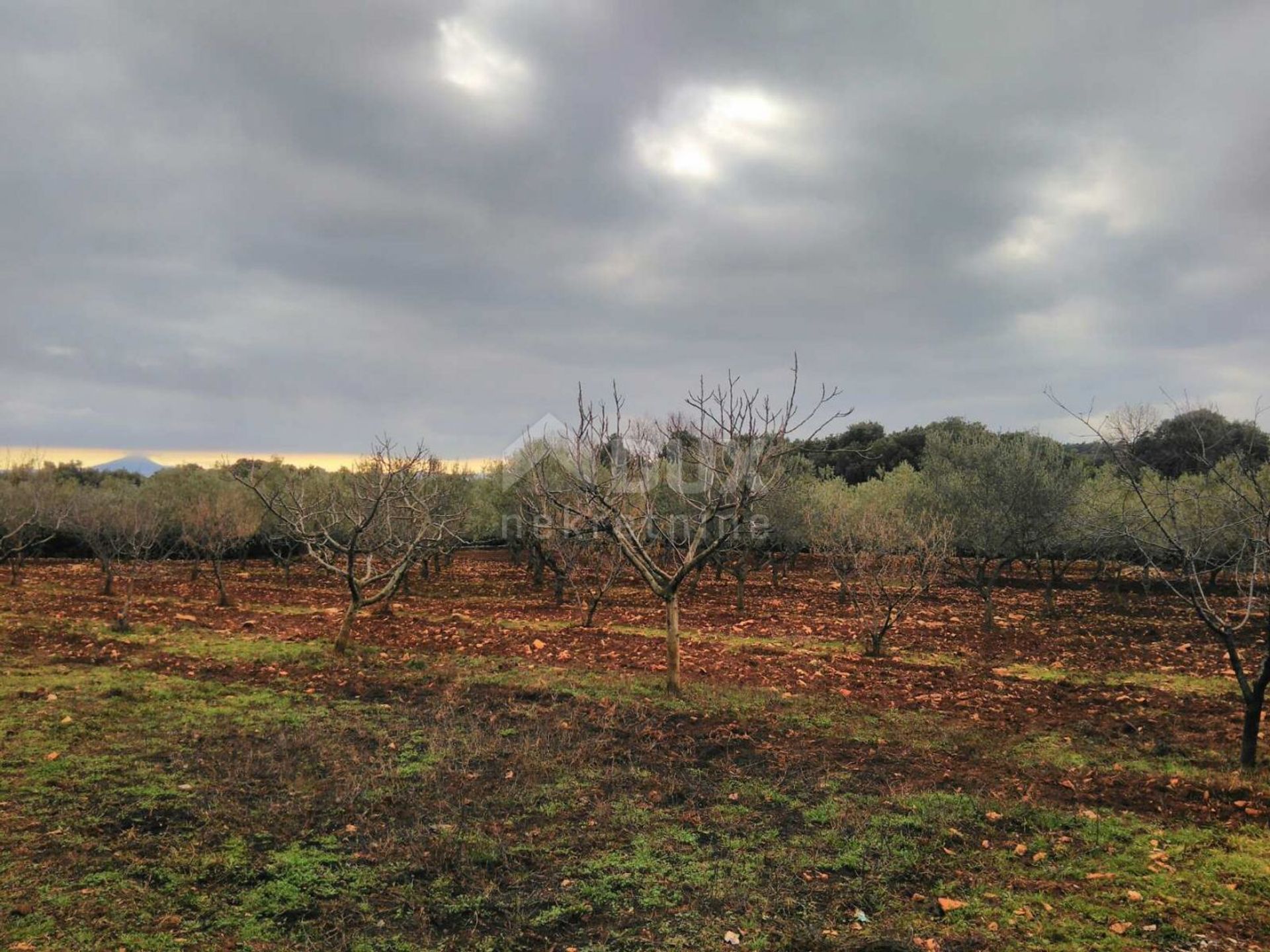 Terra no Marčana, Istria County 10869377