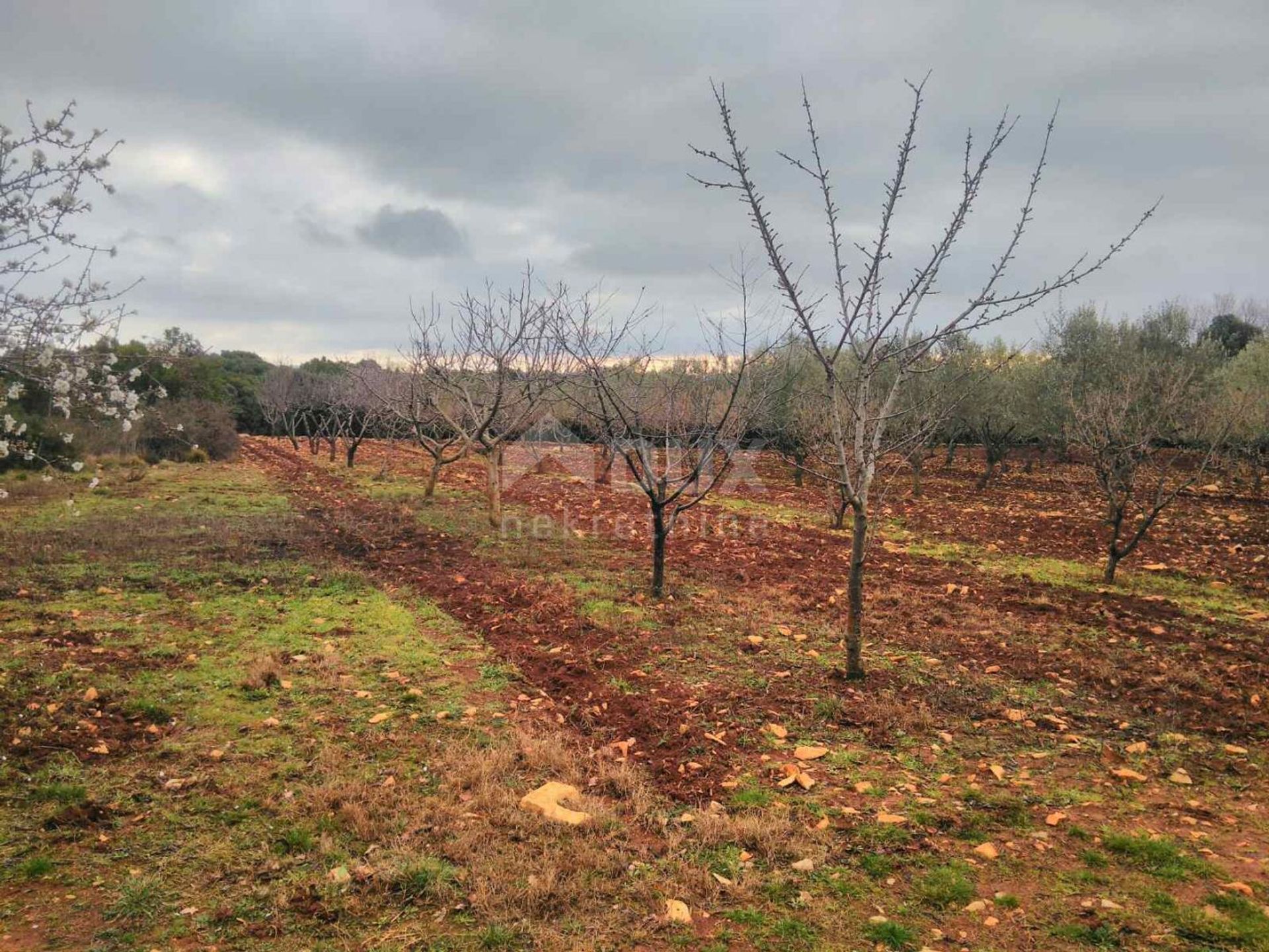 Terre dans Marčana, Istria County 10869377