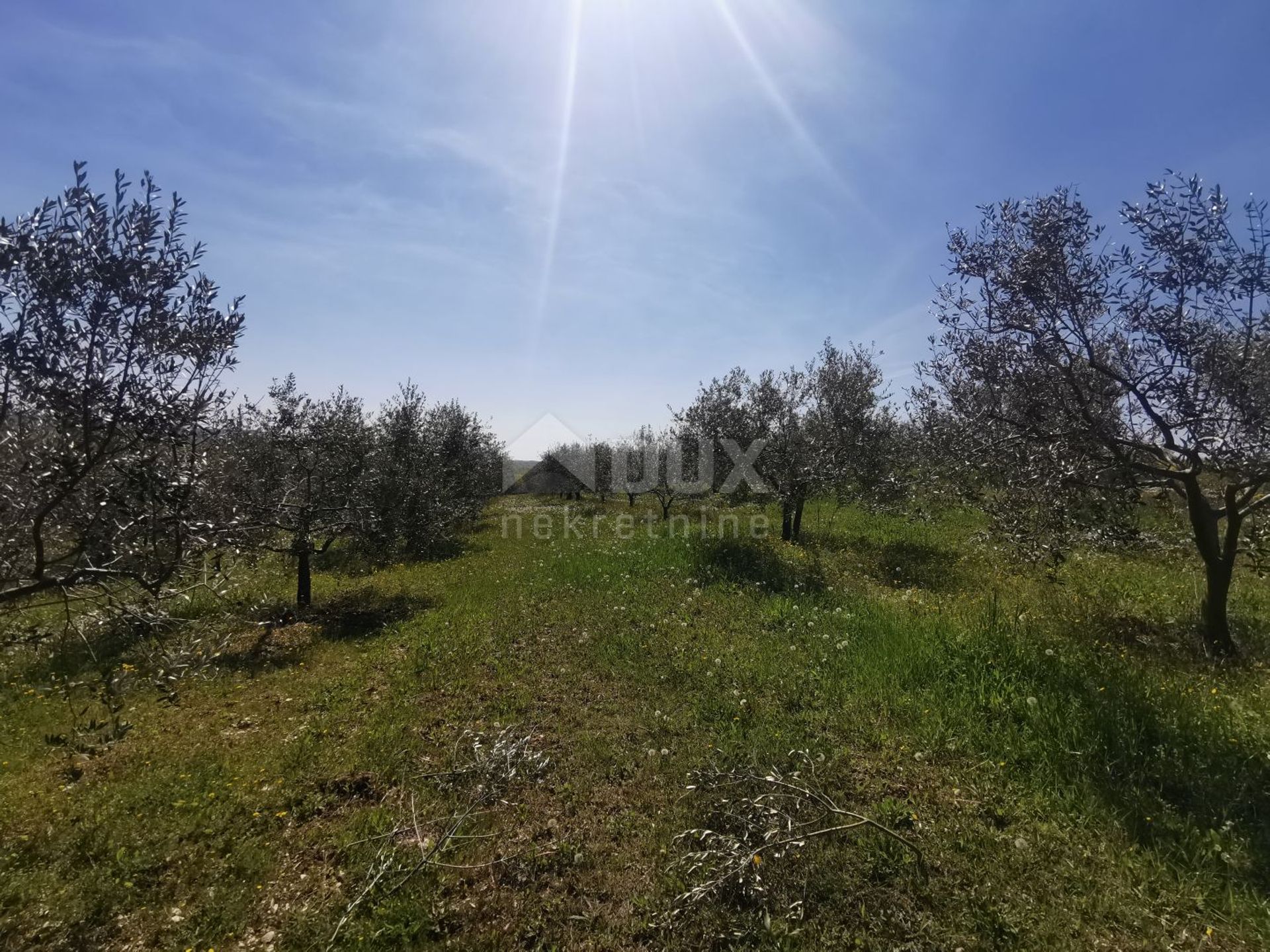 الأرض في Buje, Istria County 10870920