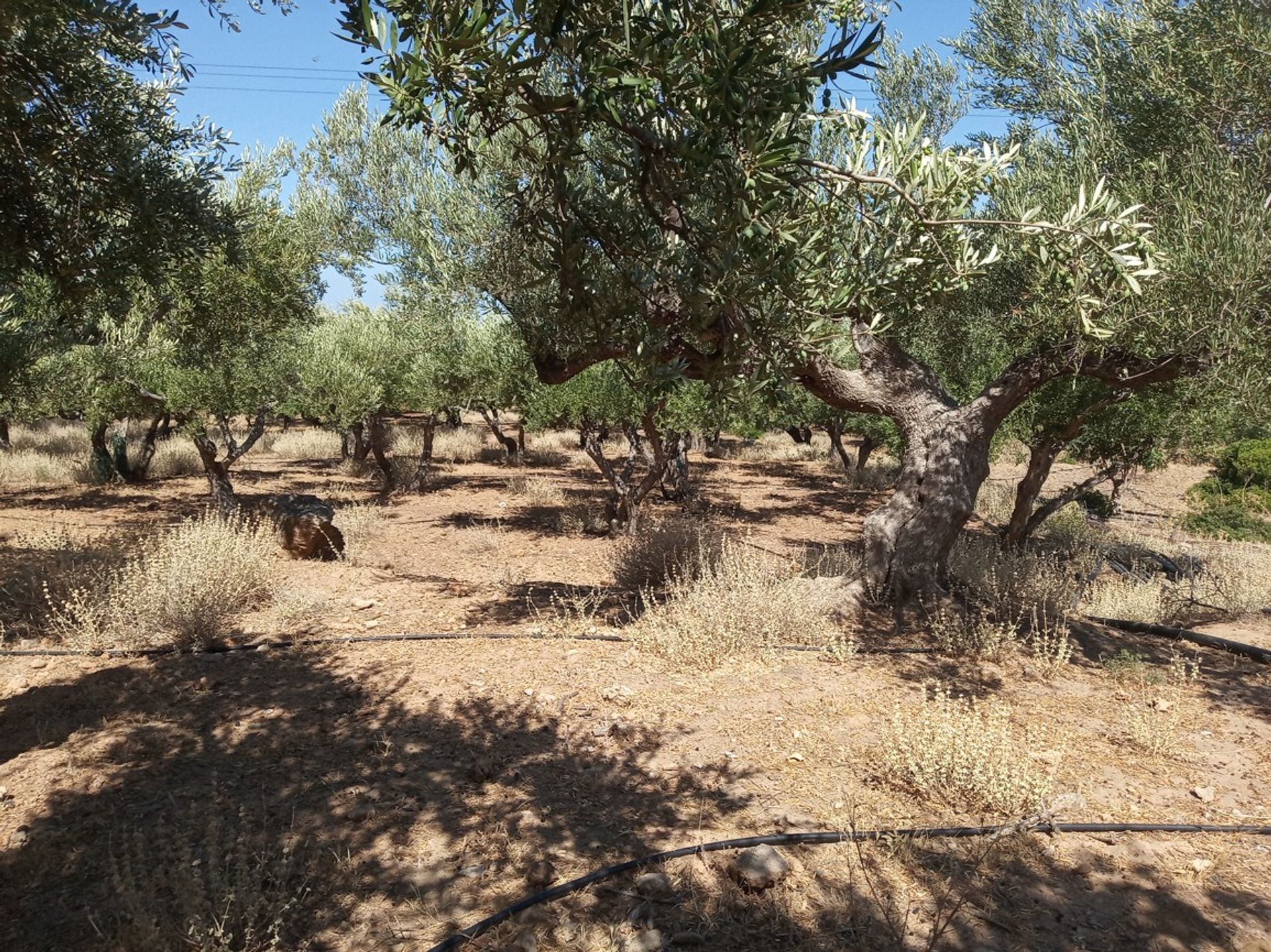 Land in Kissamos, Kriti 10874053