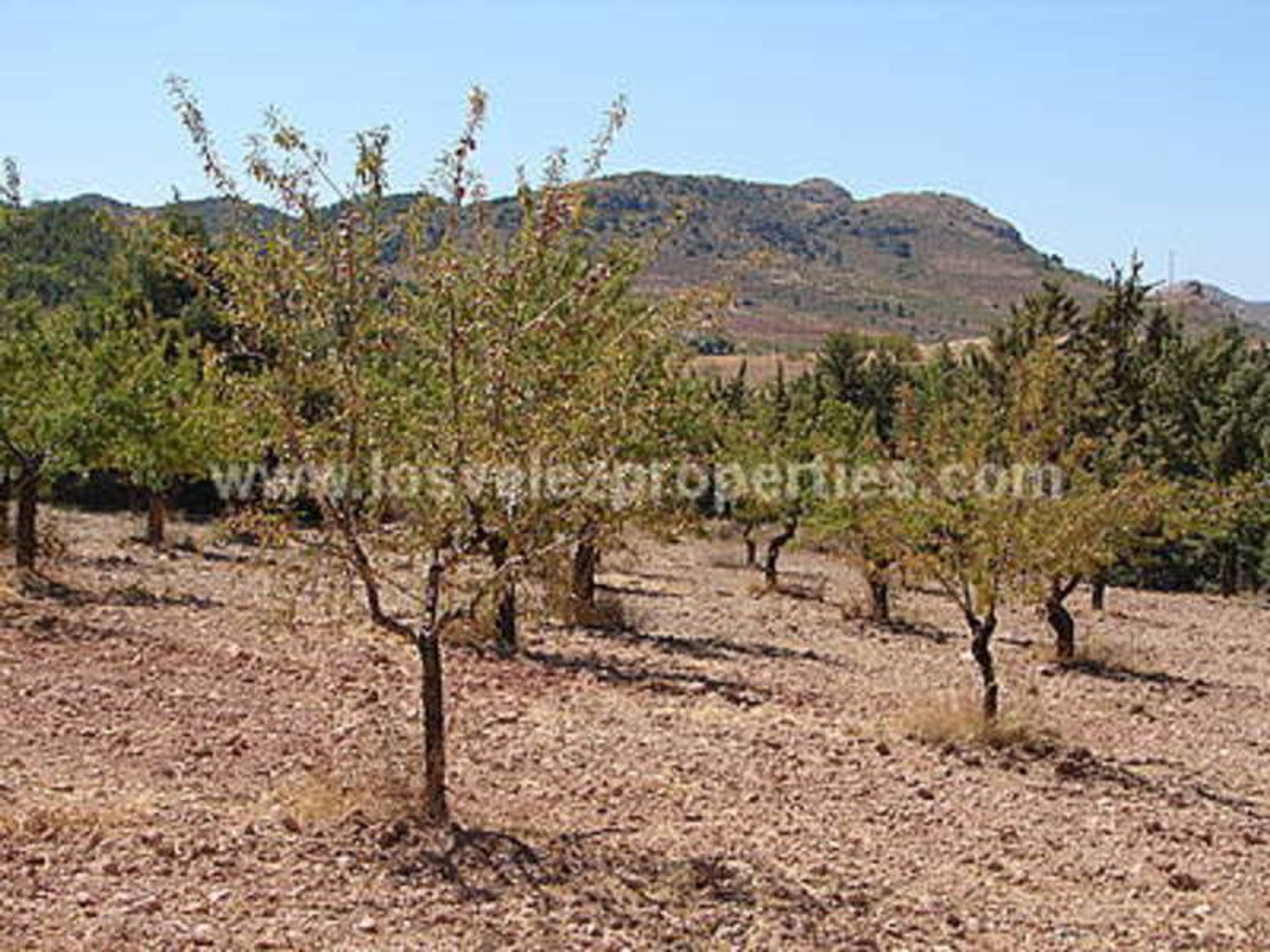 Talo sisään Vélez-Rubio, Andalucía 10876245