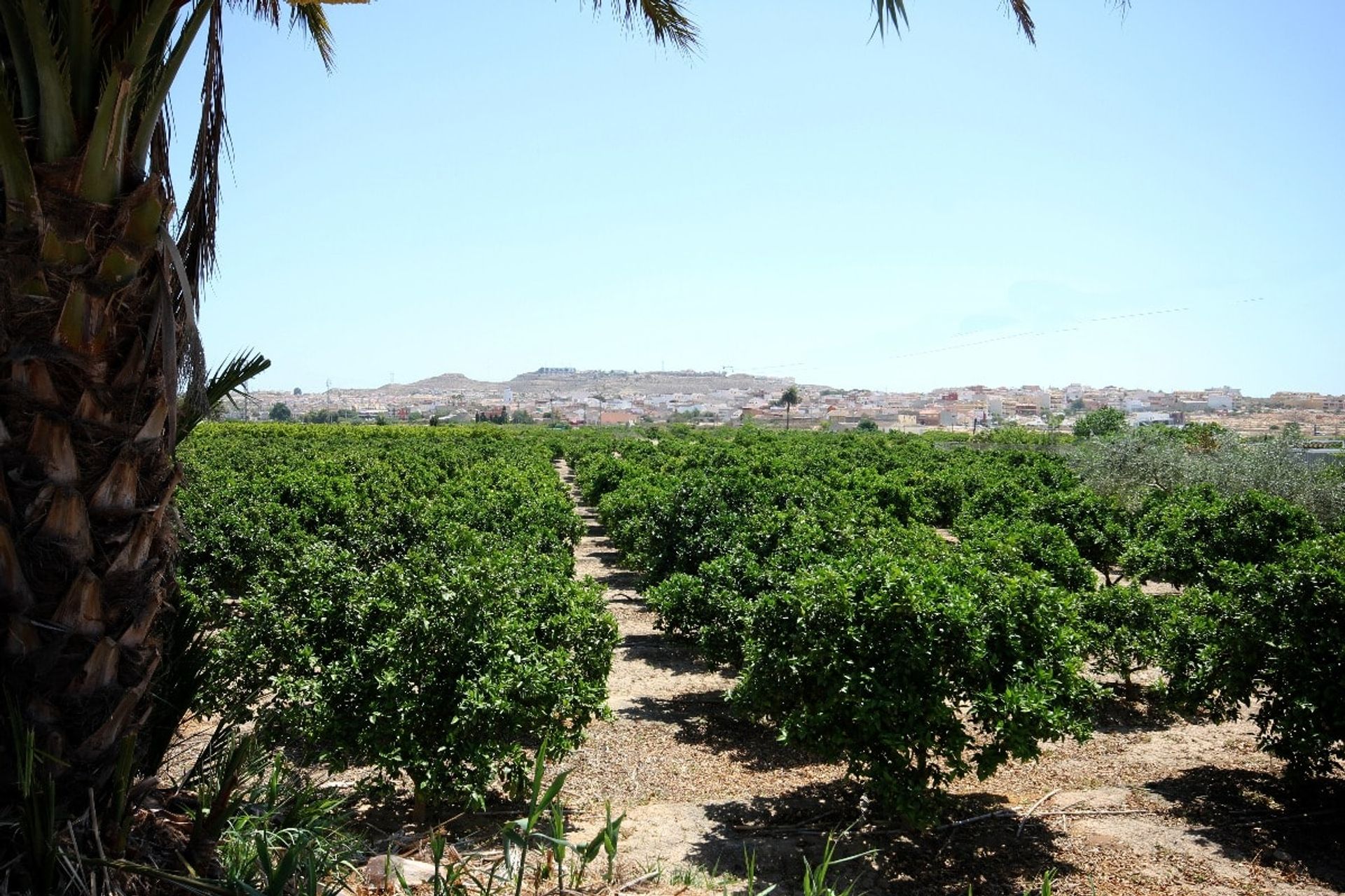 بيت في Benejúzar, Comunidad Valenciana 10877941