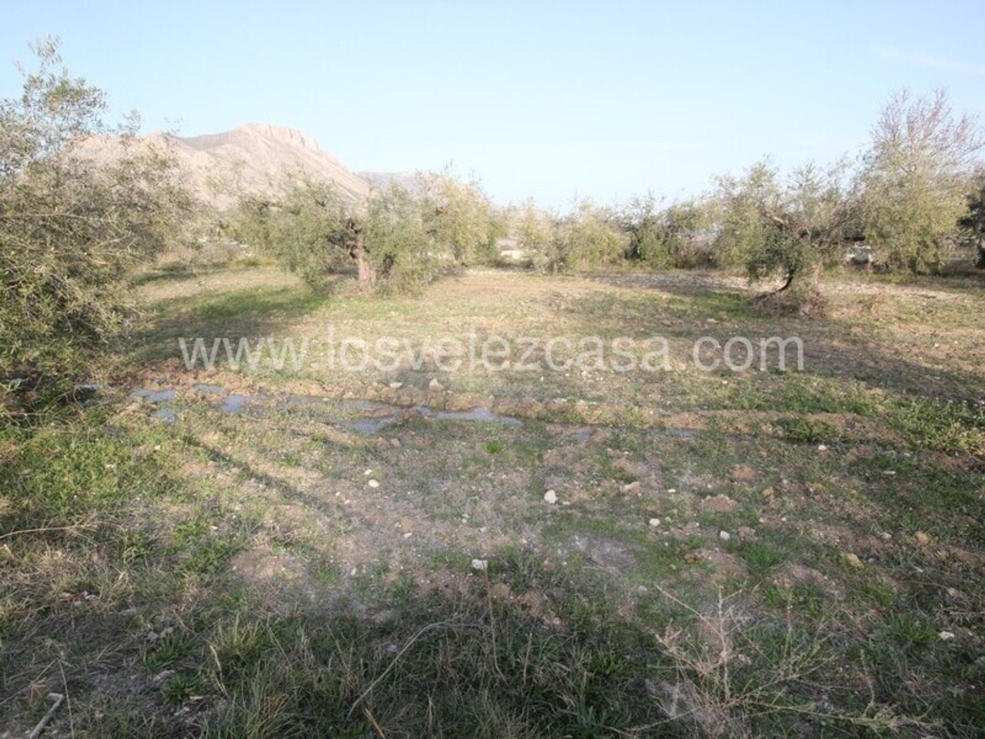 Land i Velez Blanco, Andalusia 10878325