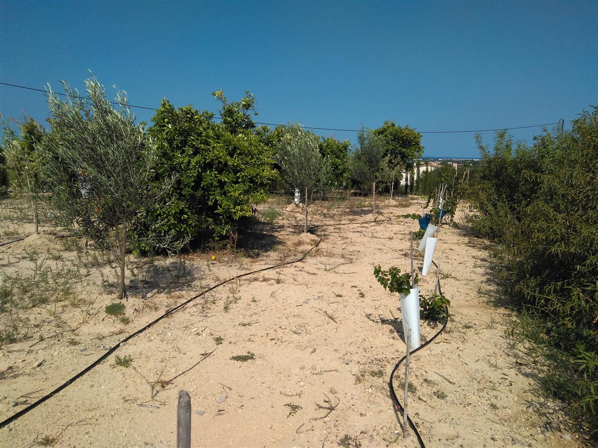 Land i Ondara, Valencia 10878444