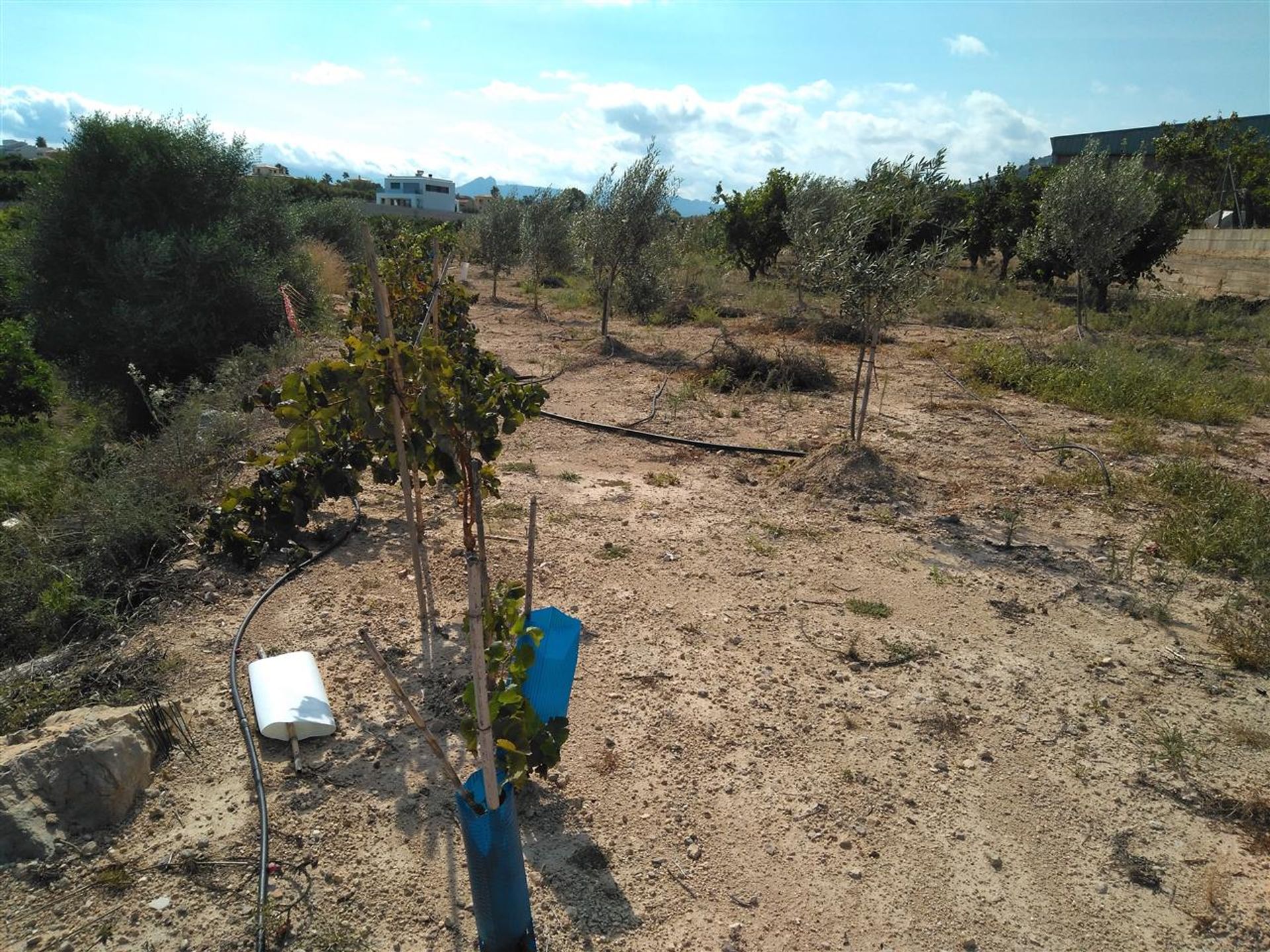 Land i Ondara, Valencia 10878444