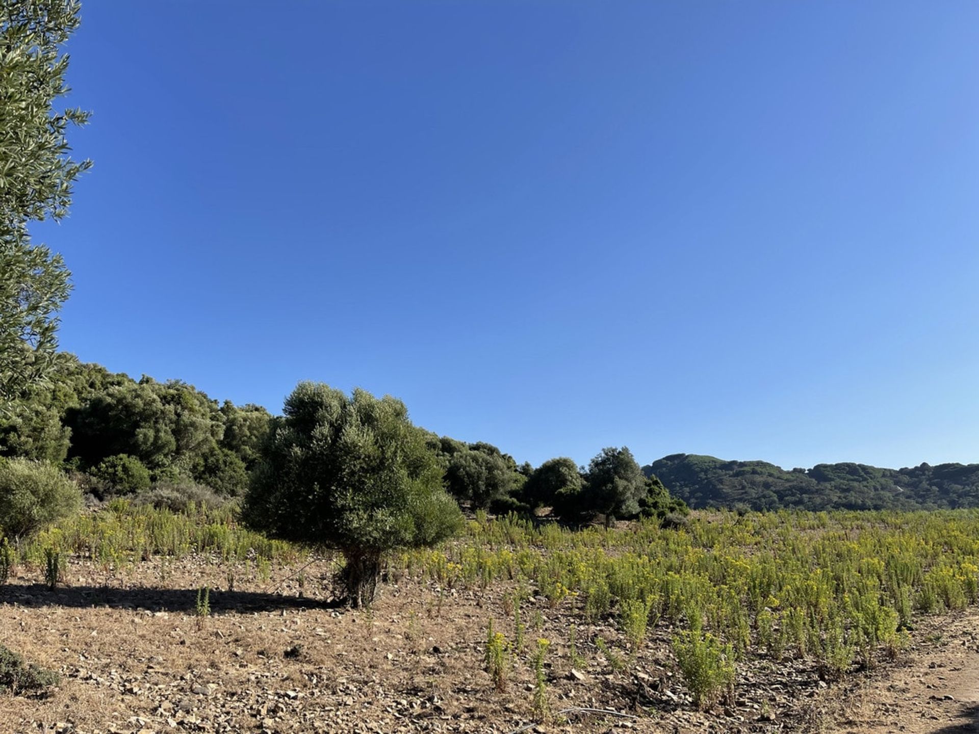 Dom w Castellar de la Frontera, Andalucía 10878476