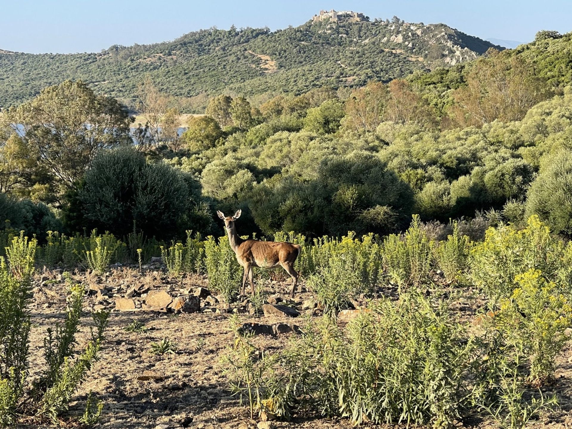 Dom w Castellar de la Frontera, Andalucía 10878476