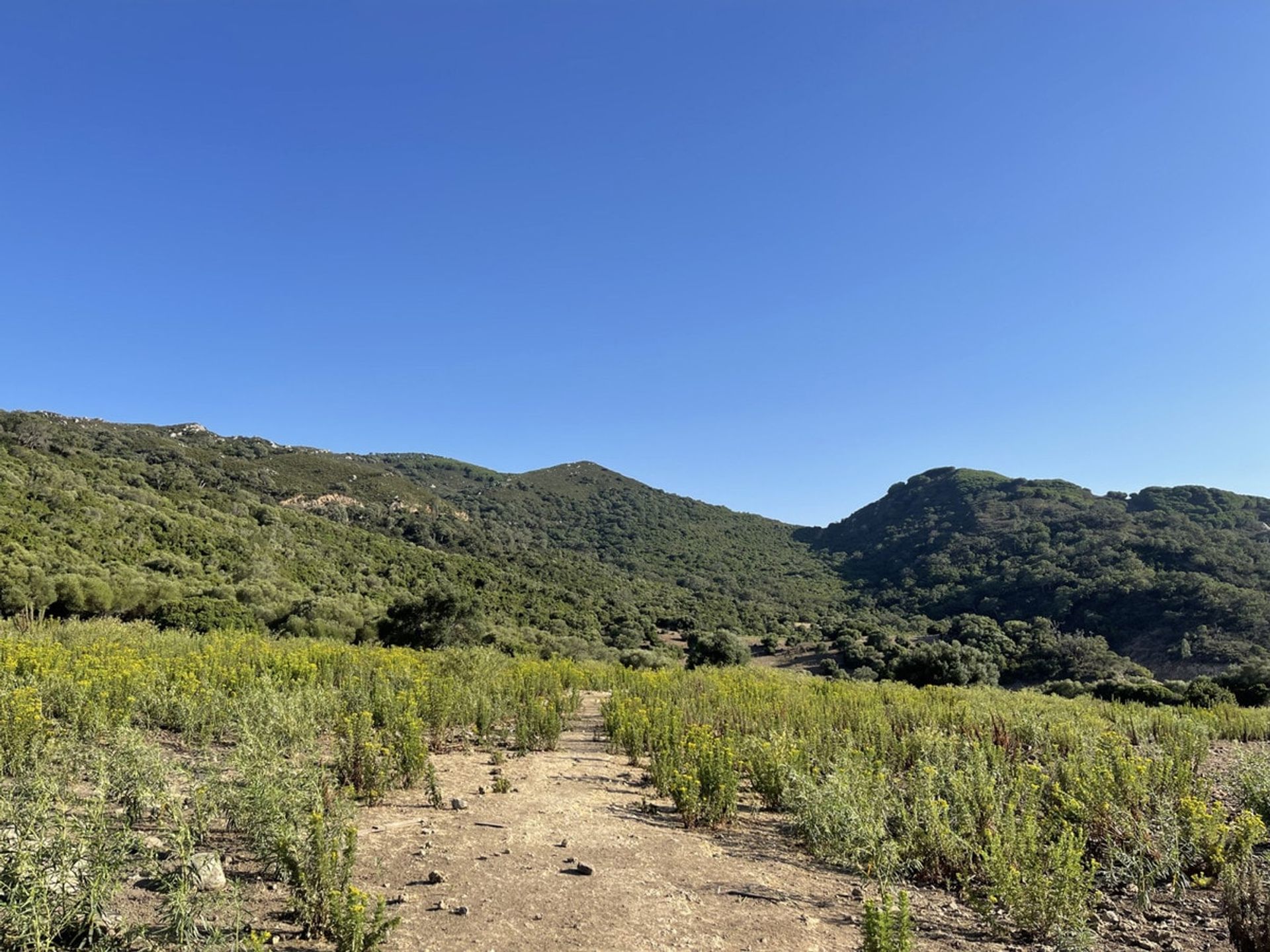 Будинок в Castellar de la Frontera, Andalucía 10880073