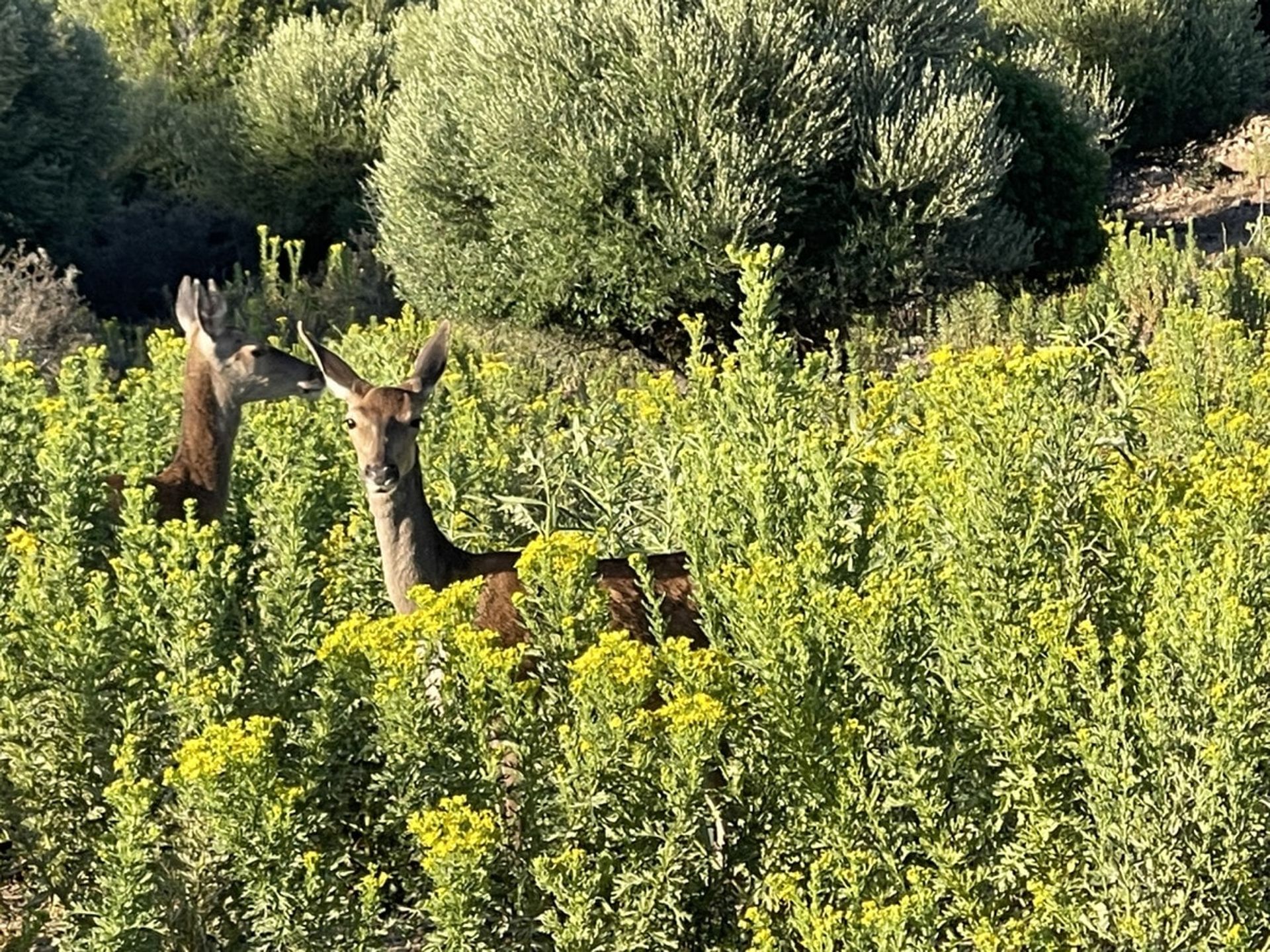 Будинок в Castellar de la Frontera, Andalucía 10880073