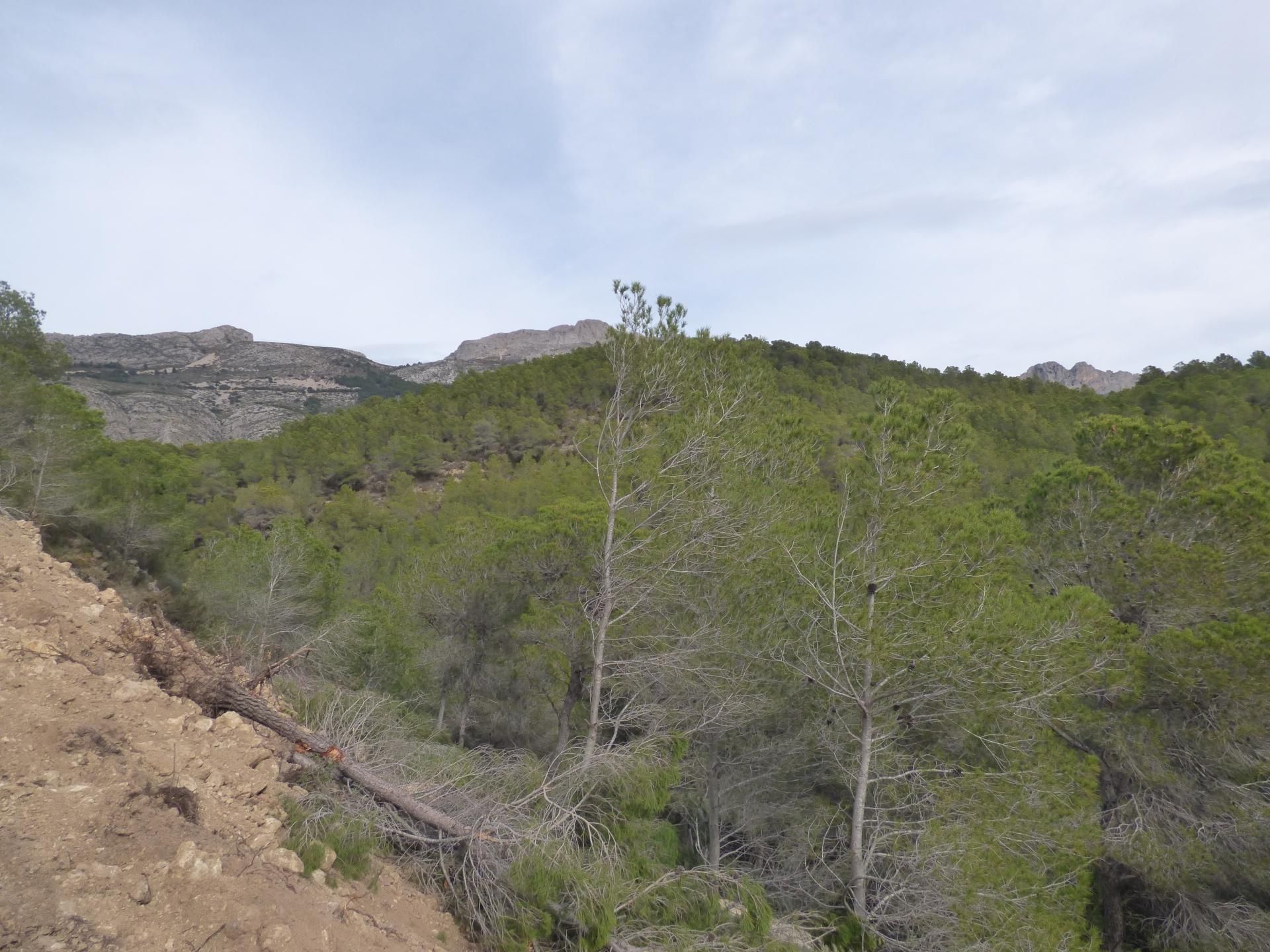 Tanah dalam Altea la Vieja, Valencia 10880154