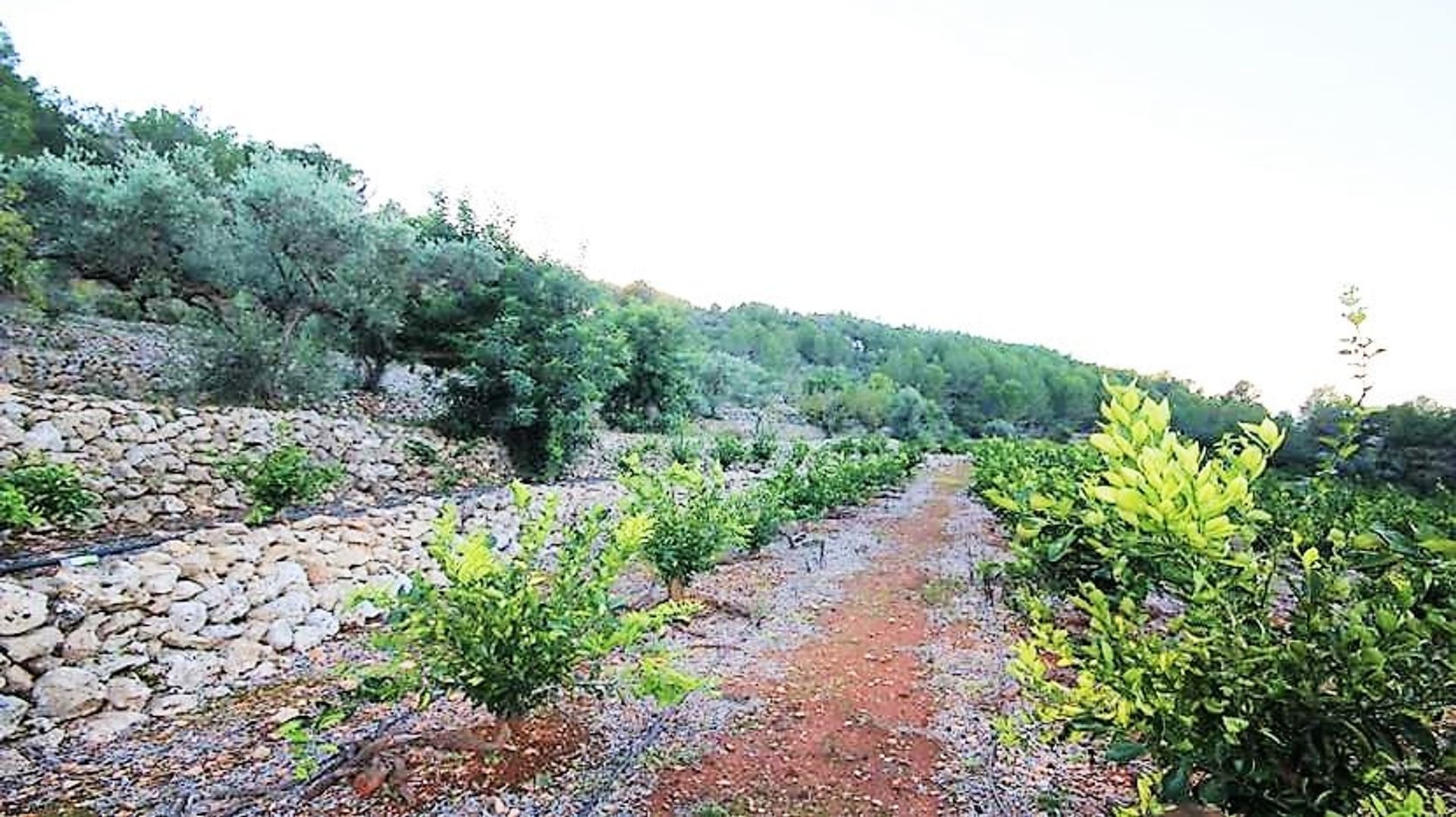 Terre dans Xaló, Comunidad Valenciana 10880883