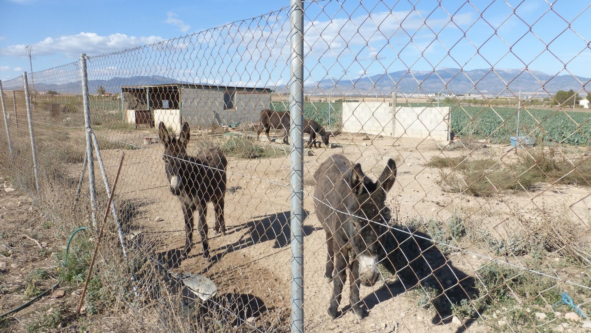 Hus i Totana, Región de Murcia 10881724