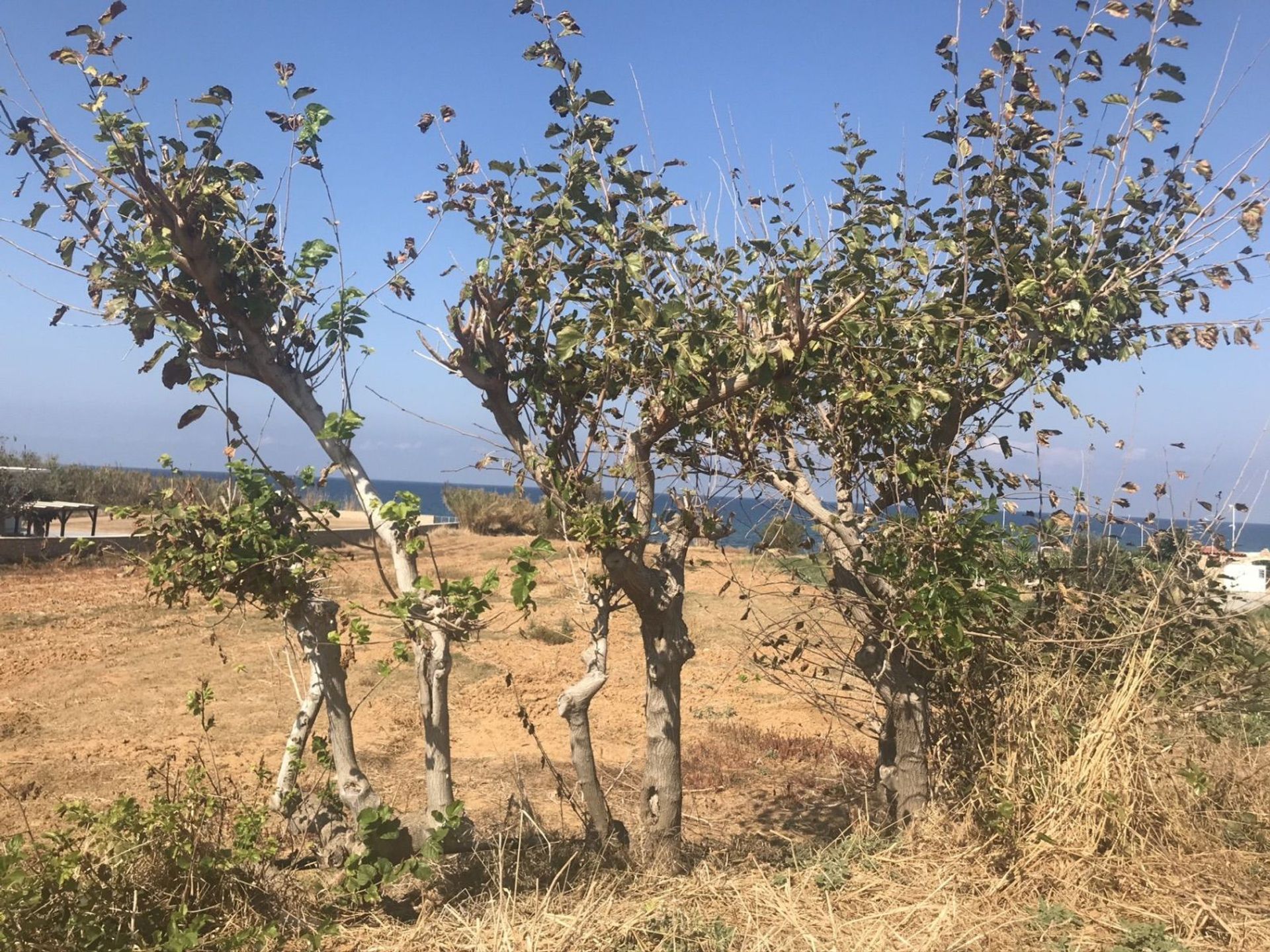 σπίτι σε Άγιος Αντώνιος, Κρήτης 10882858