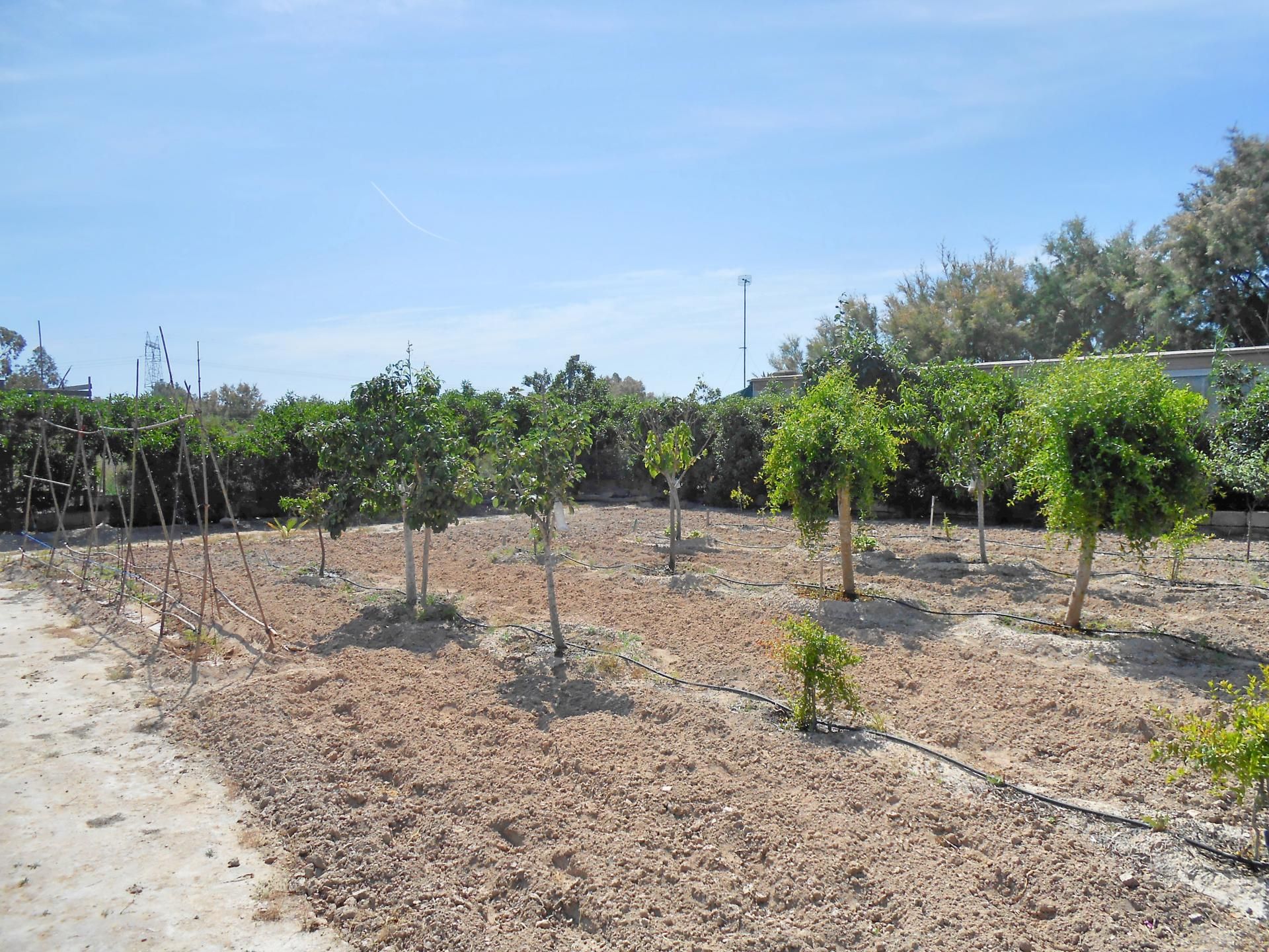 Casa nel Elx, Comunidad Valenciana 10883876