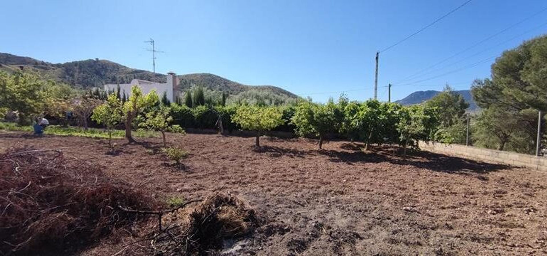 房子 在 El Fondó de les Neus, Valencian Community 10884612