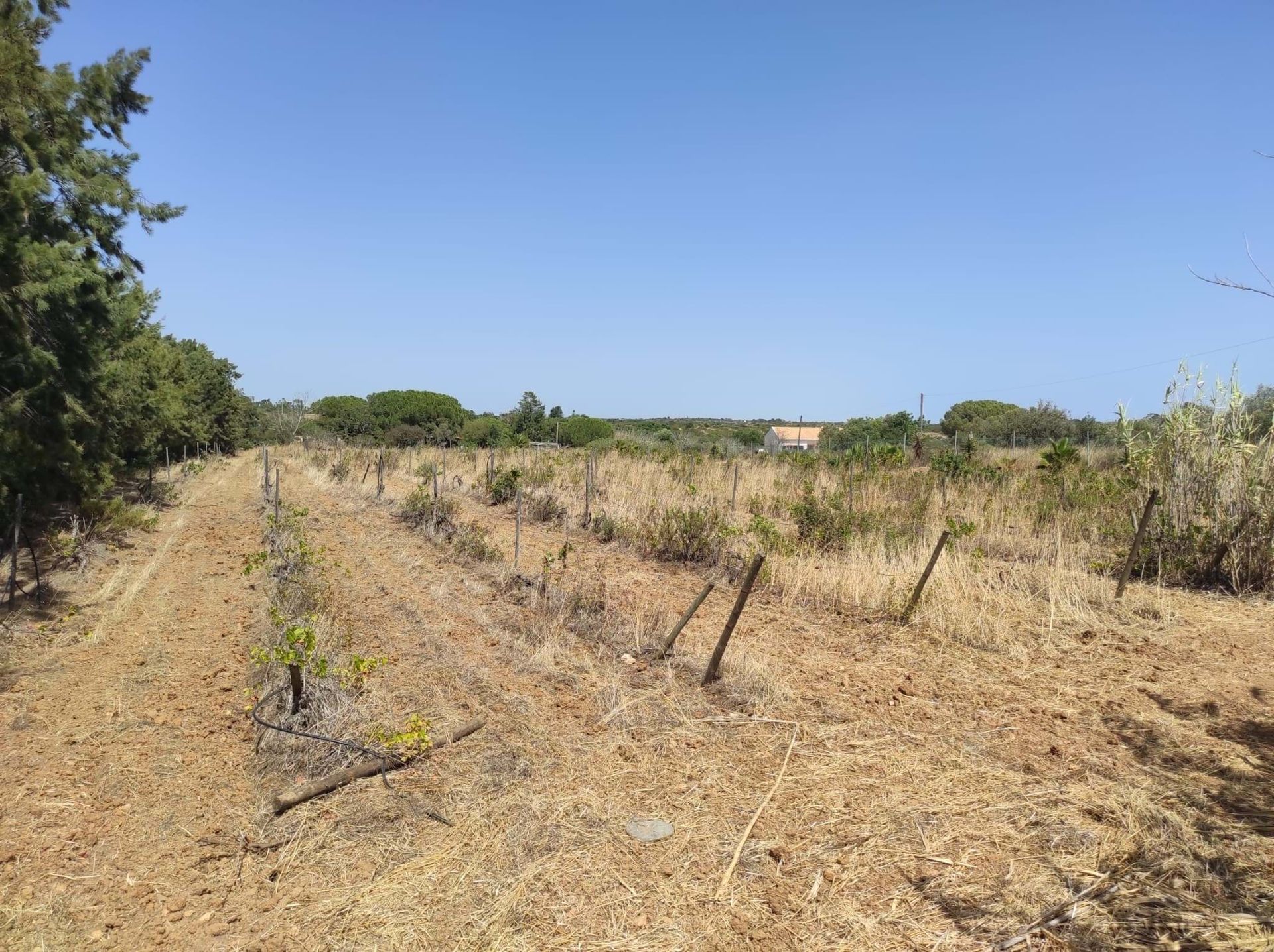 Land i Lagos, Faro District 10885102