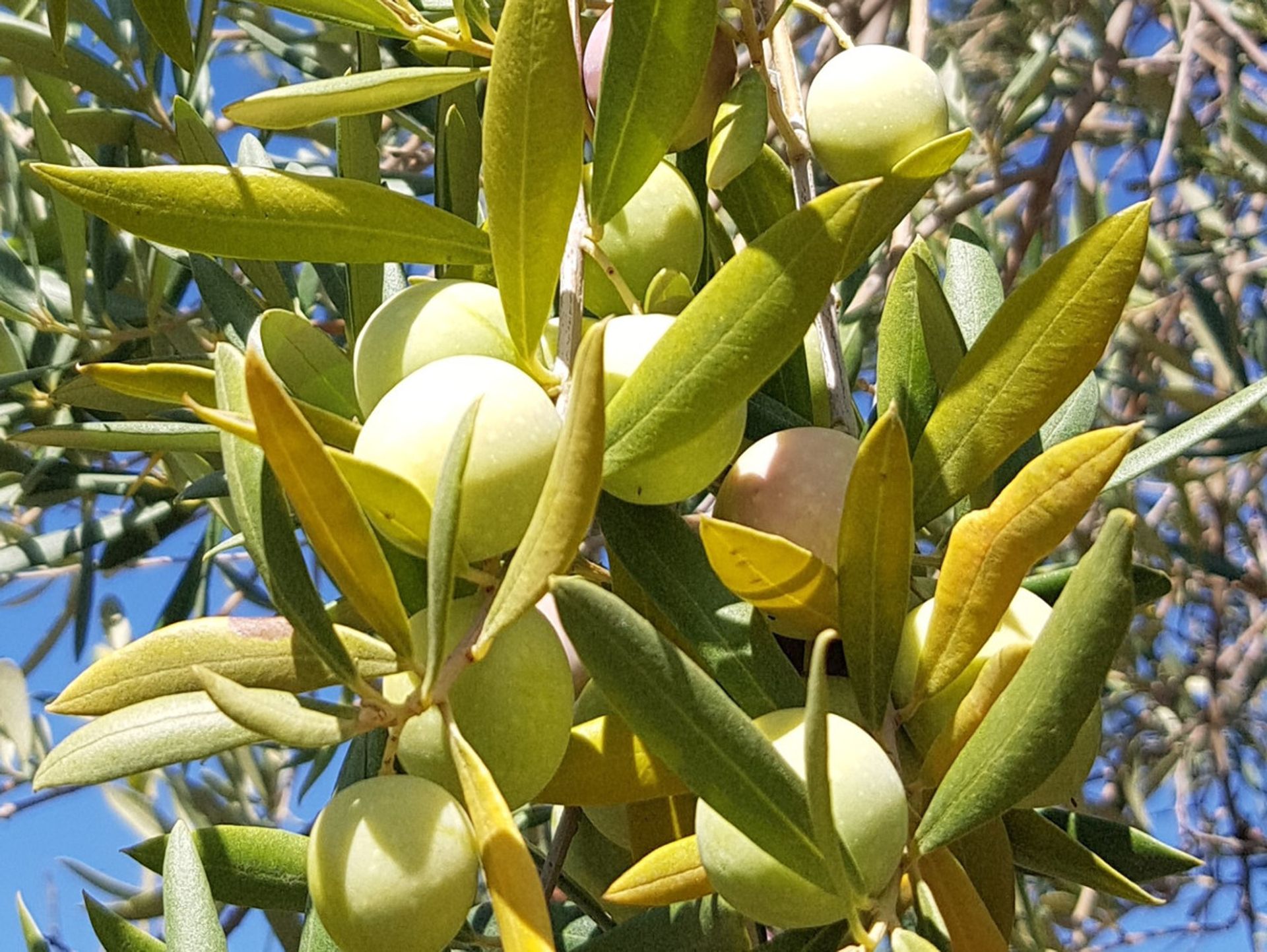 σπίτι σε Coín, Andalusia 10894796