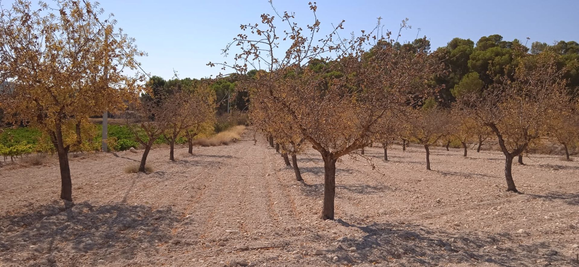 Land i Pinoso, Comunidad Valenciana 10896652