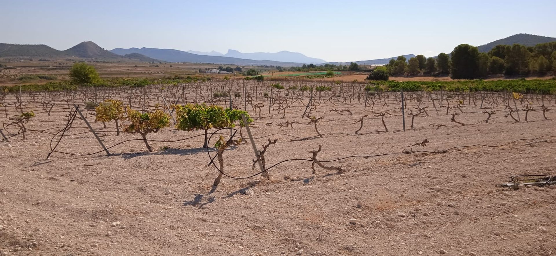 Terre dans Pinoso, Comunidad Valenciana 10896652