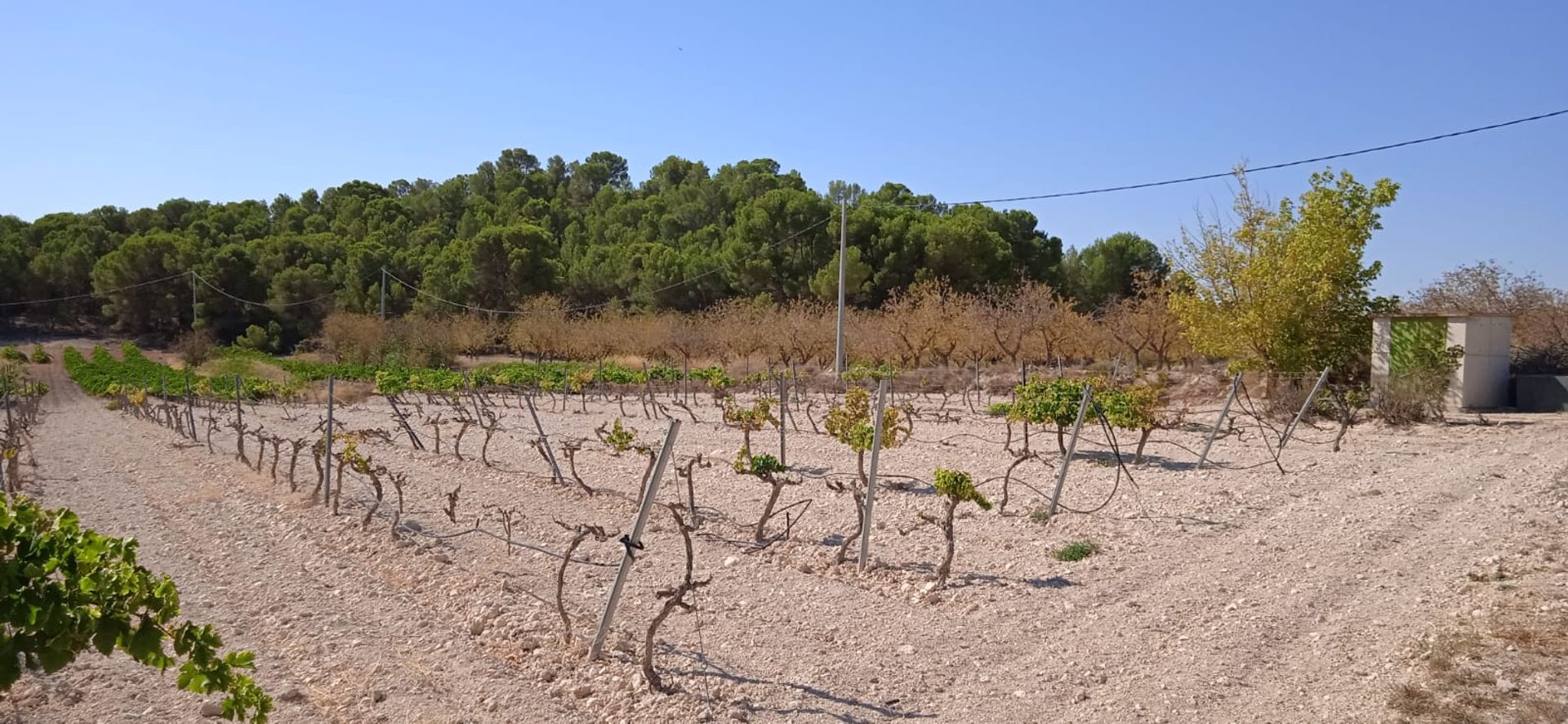 Terre dans Pinoso, Comunidad Valenciana 10896652