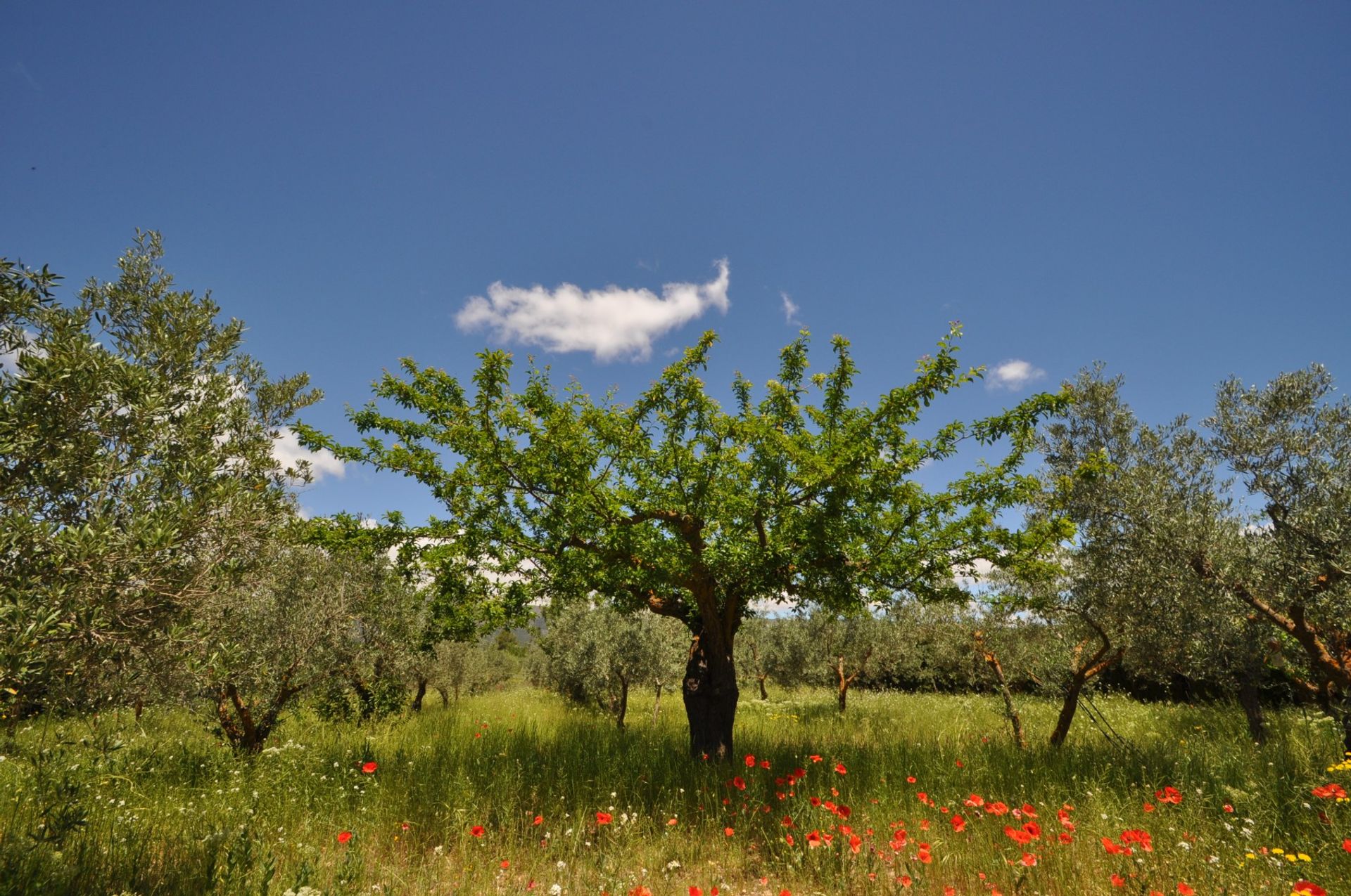 Talo sisään Pinoso, Comunidad Valenciana 10896657