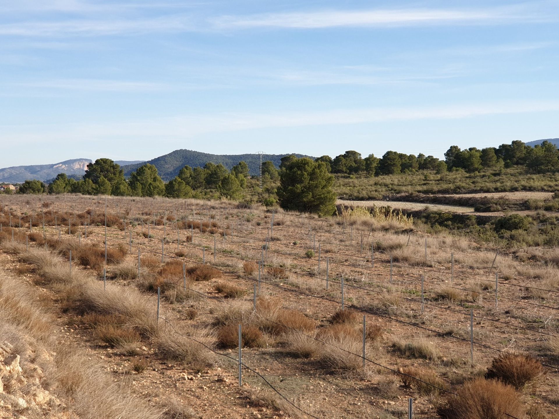 Tierra en Pinoso, Comunidad Valenciana 10896850