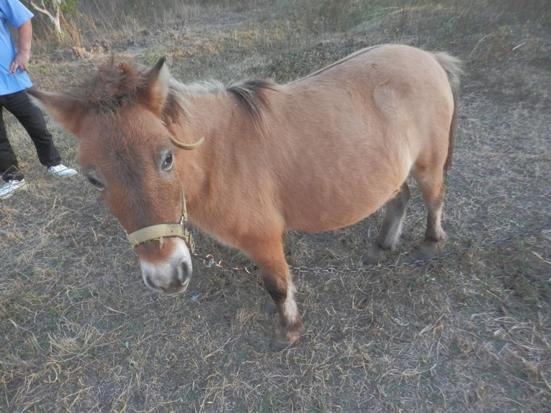 Tierra en Tormos, Valencia 10897901