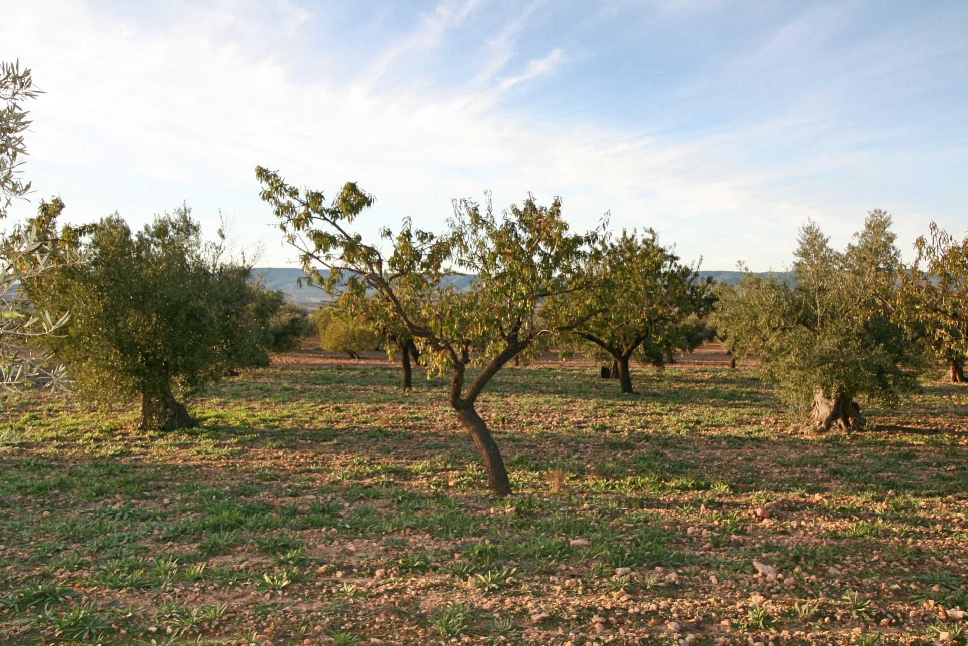 土地 在 Castalla, Comunidad Valenciana 10898006