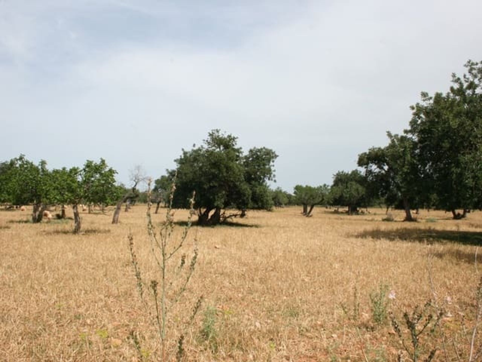 Земельные участки в Lloseta, Balearic Islands 10898622