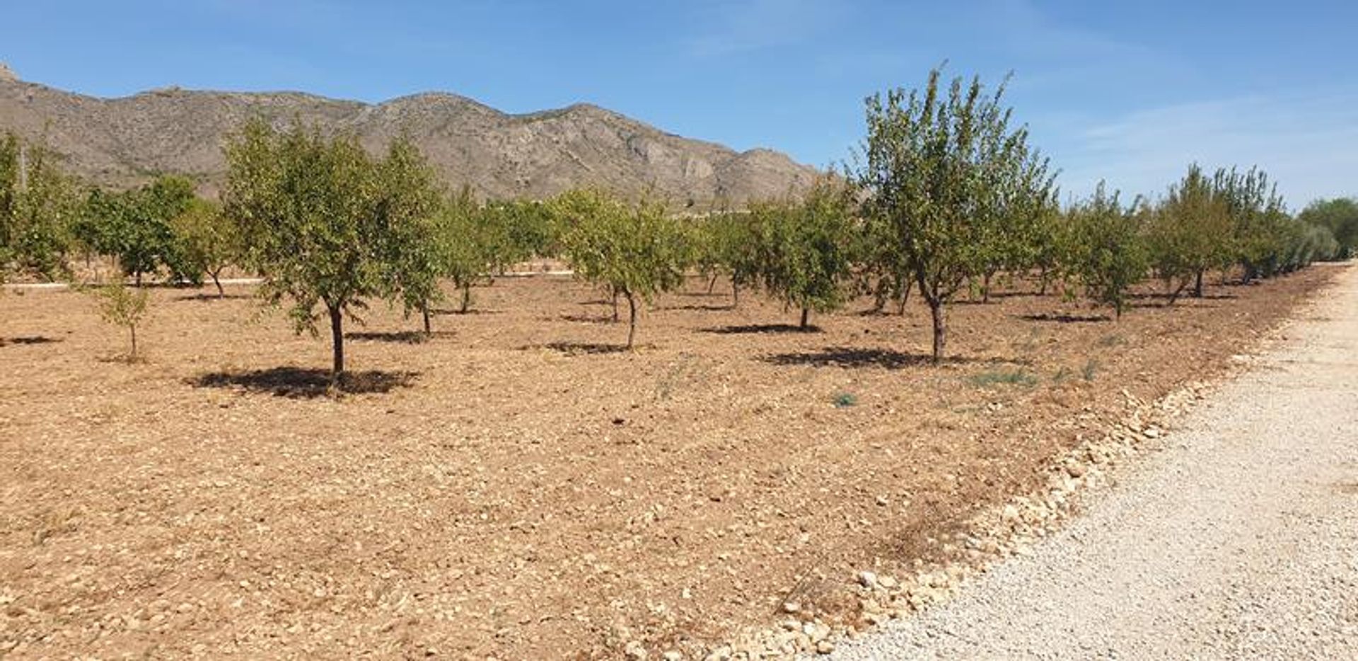 Hus i El Fondó de les Neus, Valencian Community 10906743