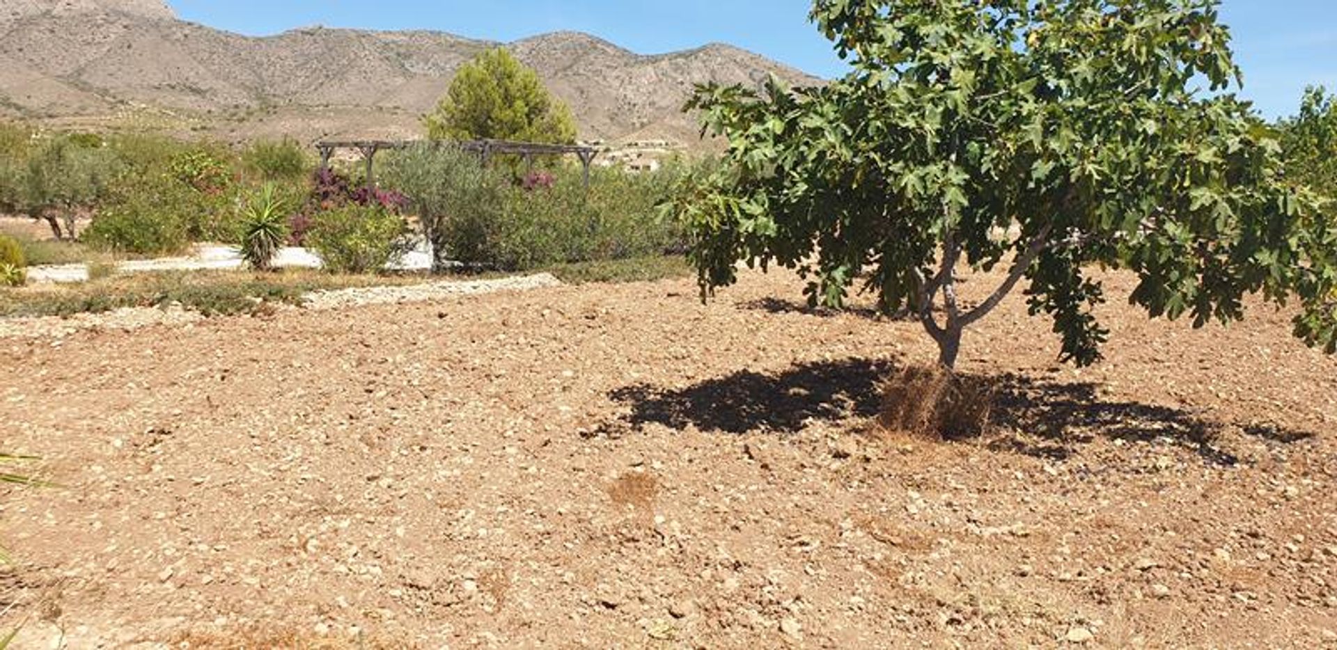 Hus i El Fondó de les Neus, Valencian Community 10906743