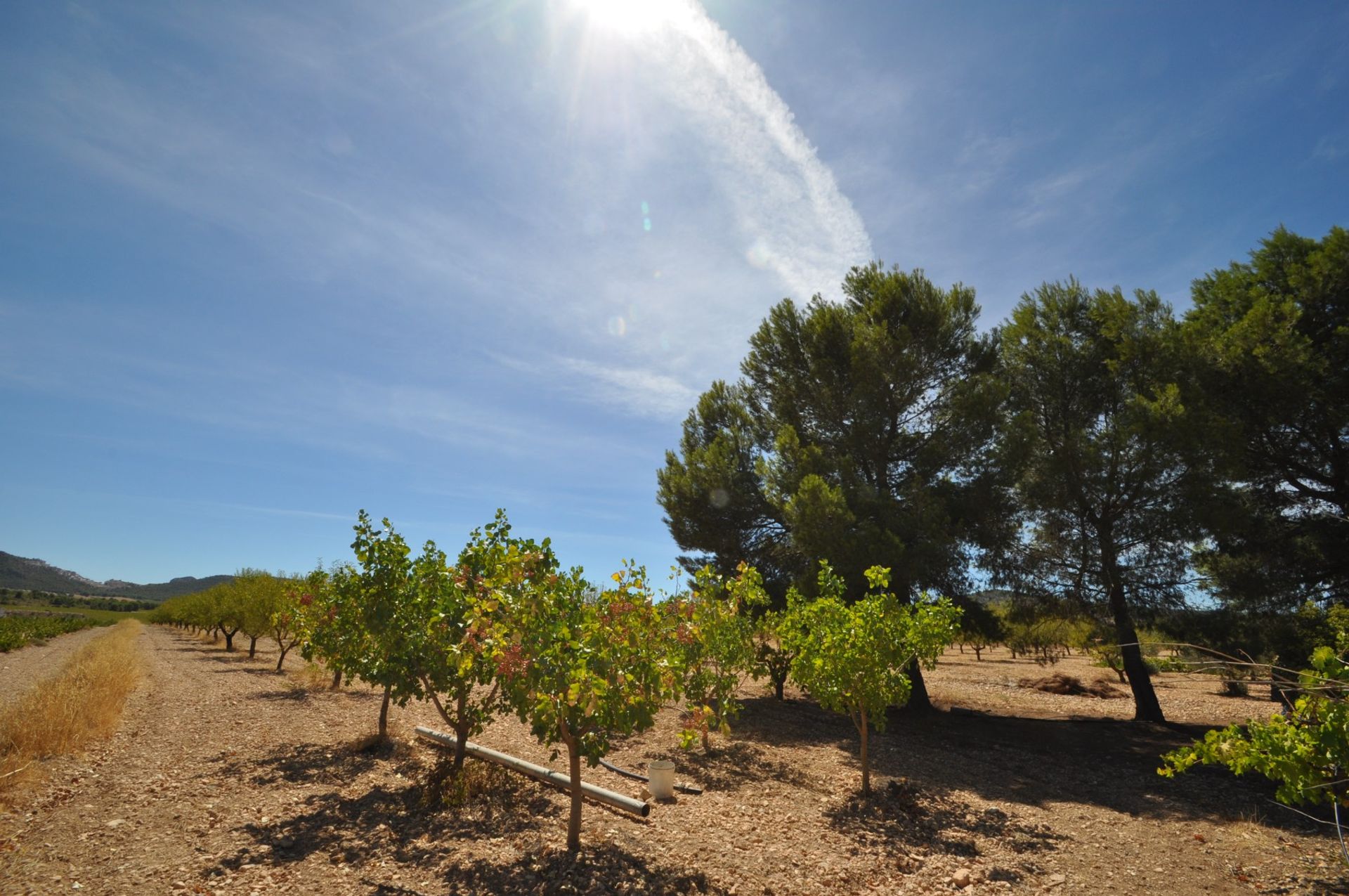 Huis in Yecla, Región de Murcia 10907331