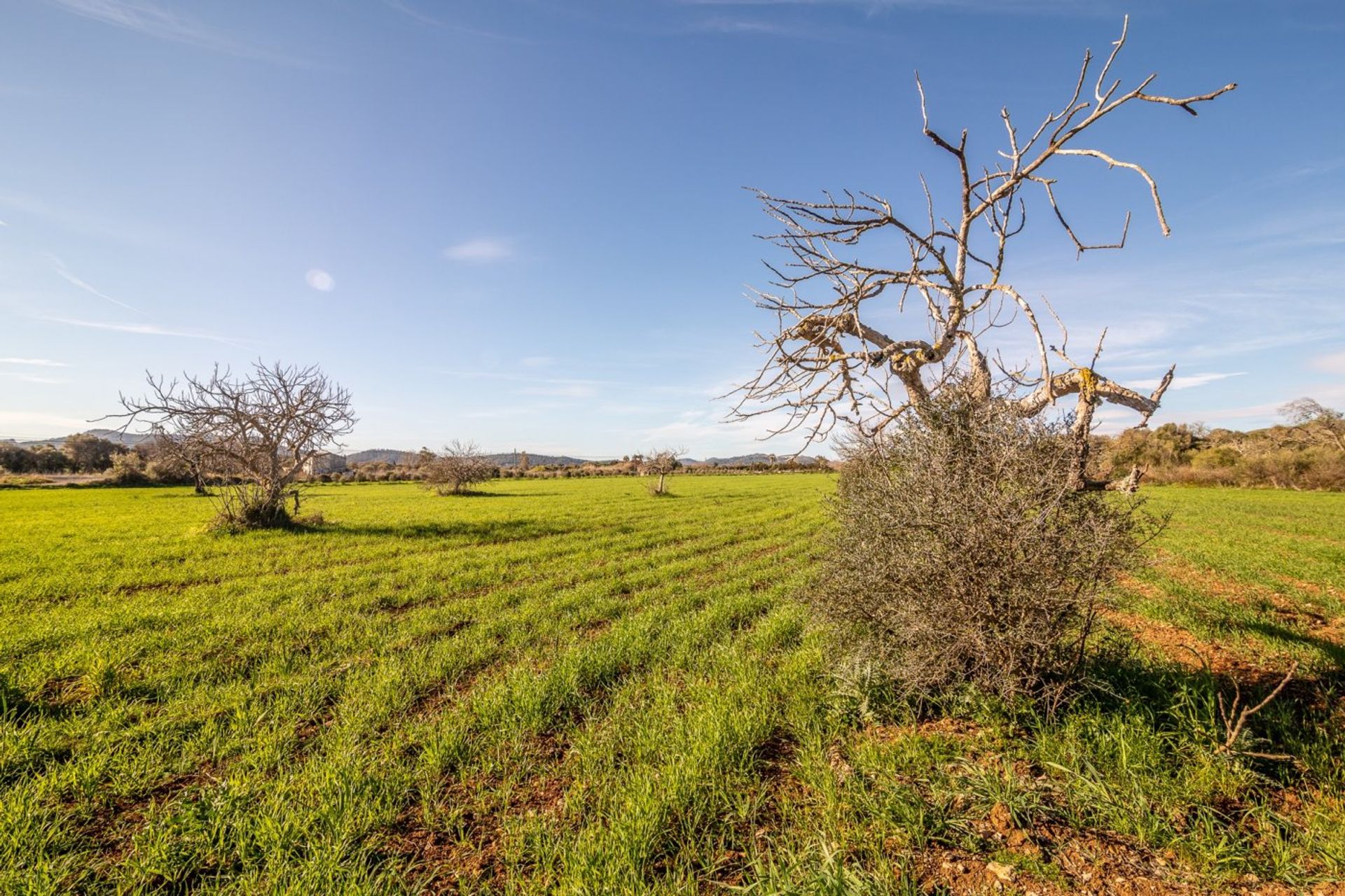 Jord i Capdepera, Baleariske Øer 10911154